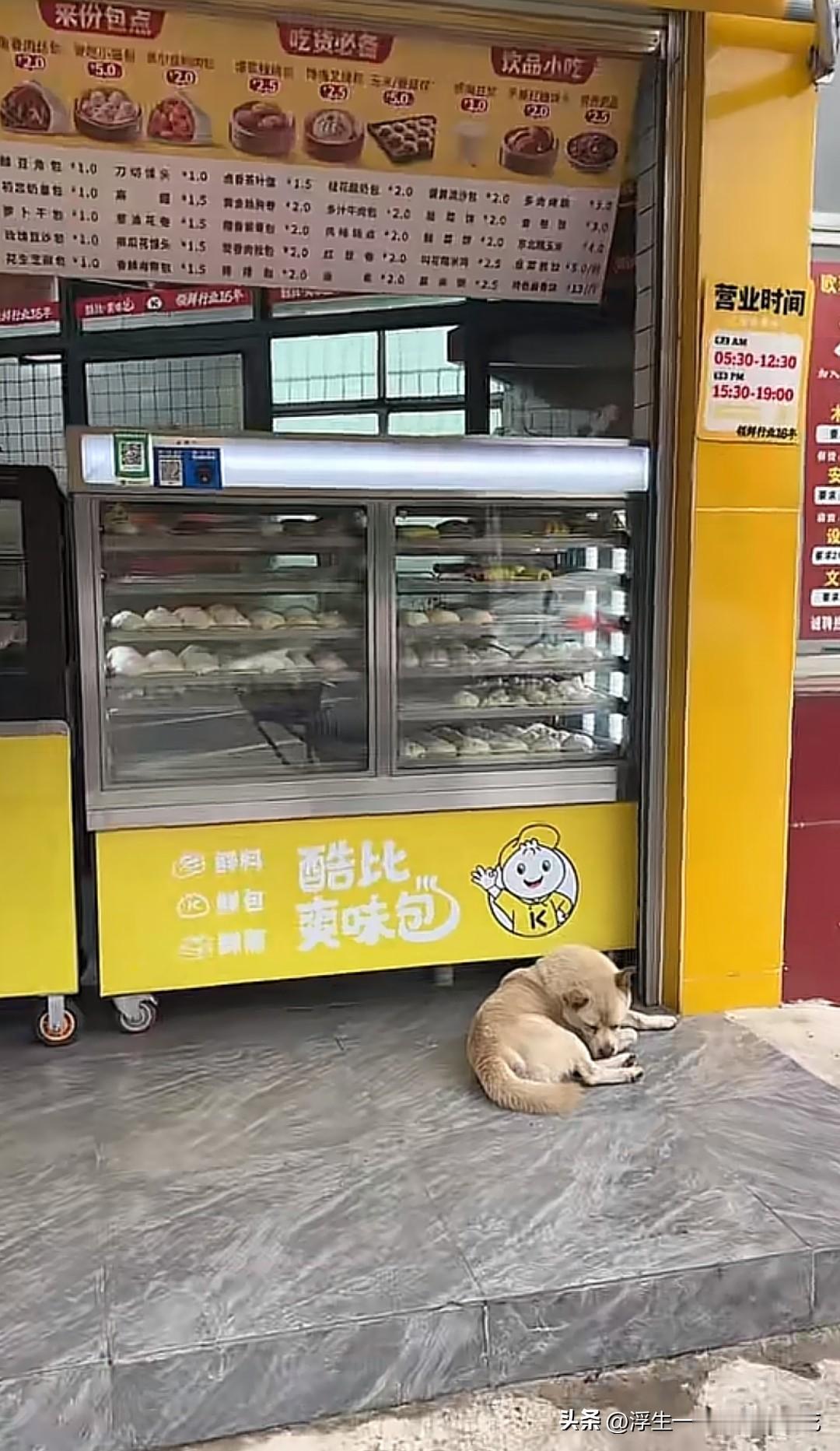 江西这家包子铺门口天天趴着狗，咬了买完早餐的顾客之后商家却说狗不是自家的，这找谁