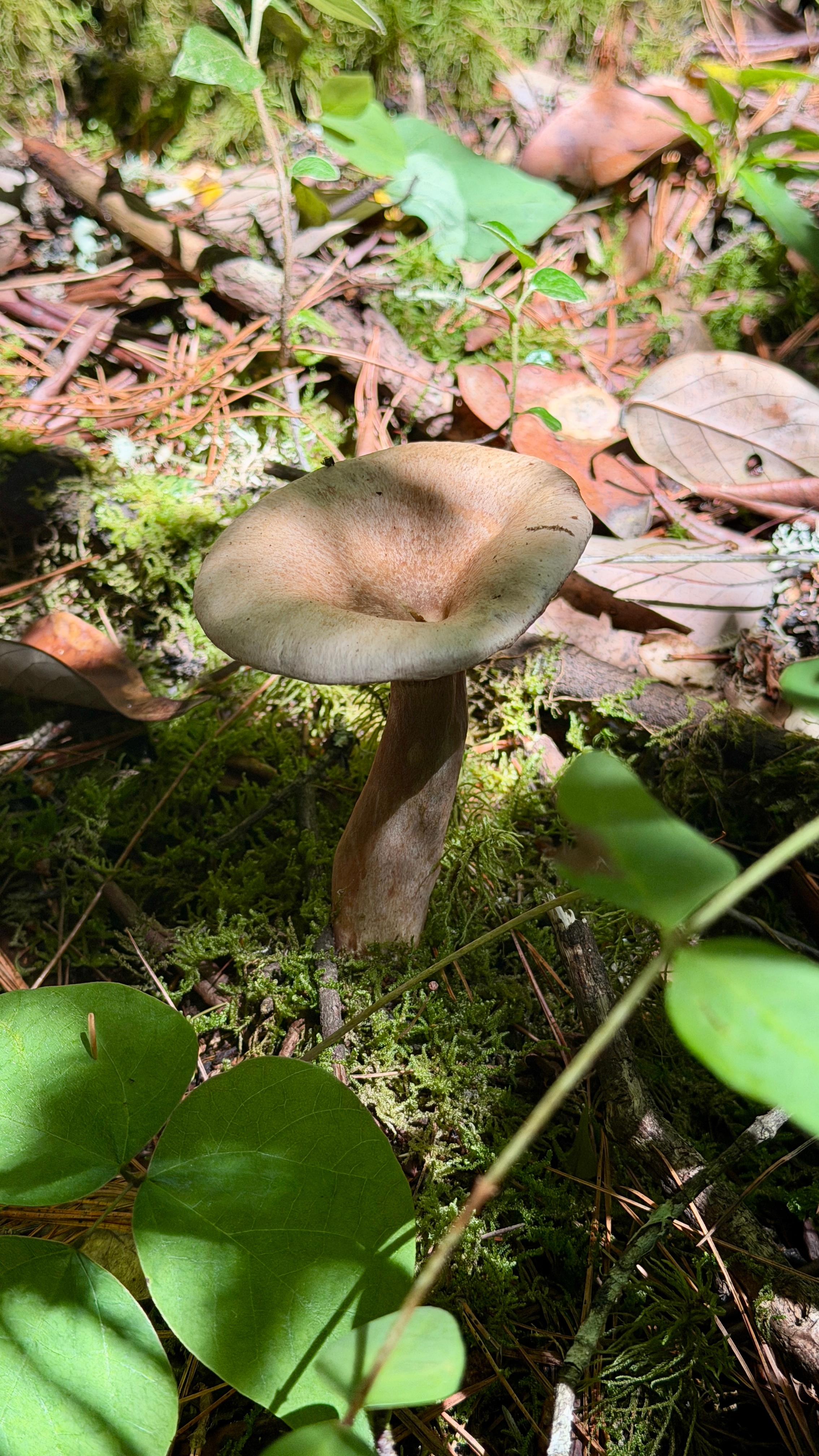 雨季来丽江采野生菌🍄🟫这些都是我们今天的战果！🧺等你们来丽江我给你们带路?