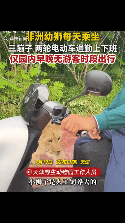 “萌翻了！”天津，动物园里的小狮子刚出生就和饲养员一起生活，本以为上下班自己走路