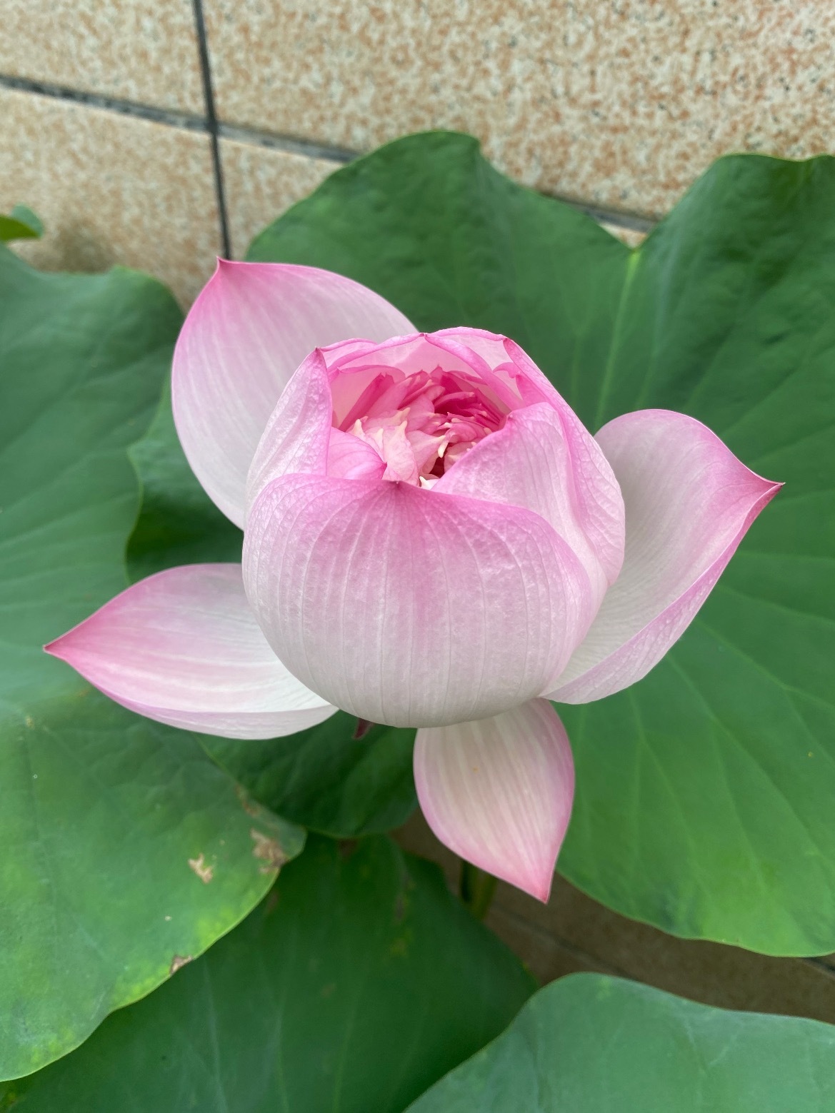 半苞荷花，藏尽夏日温柔。 