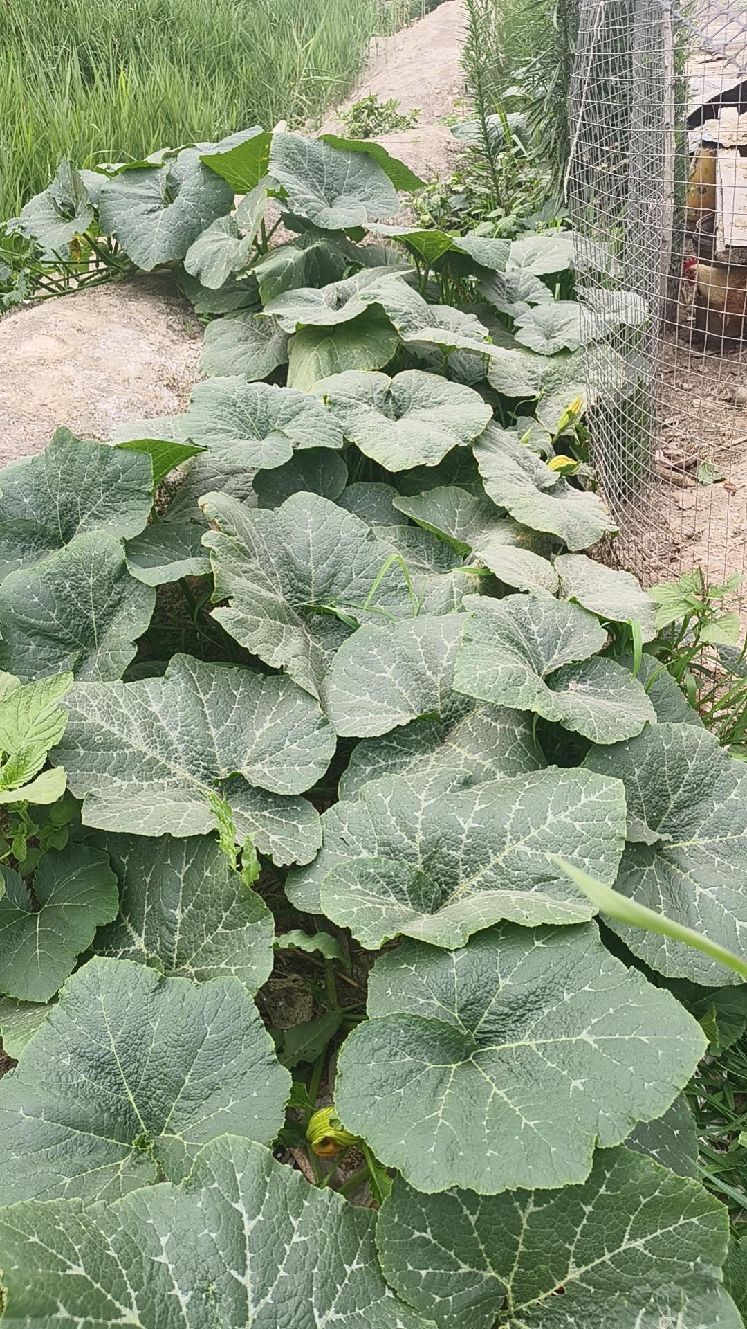 这是什么瓜友友们有知道吗？我从网上买的种子。我买的时候说要吃馅的瓜，但是长出来这