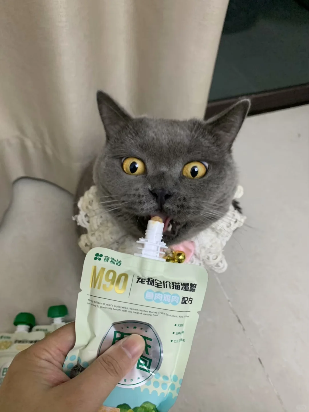 到底是什么能让猫猫露出陶醉的眯眯眼？