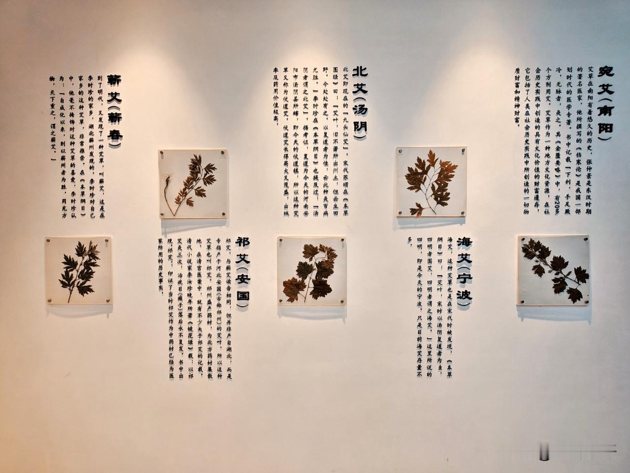 汤阴北艾·九头仙艾（五）