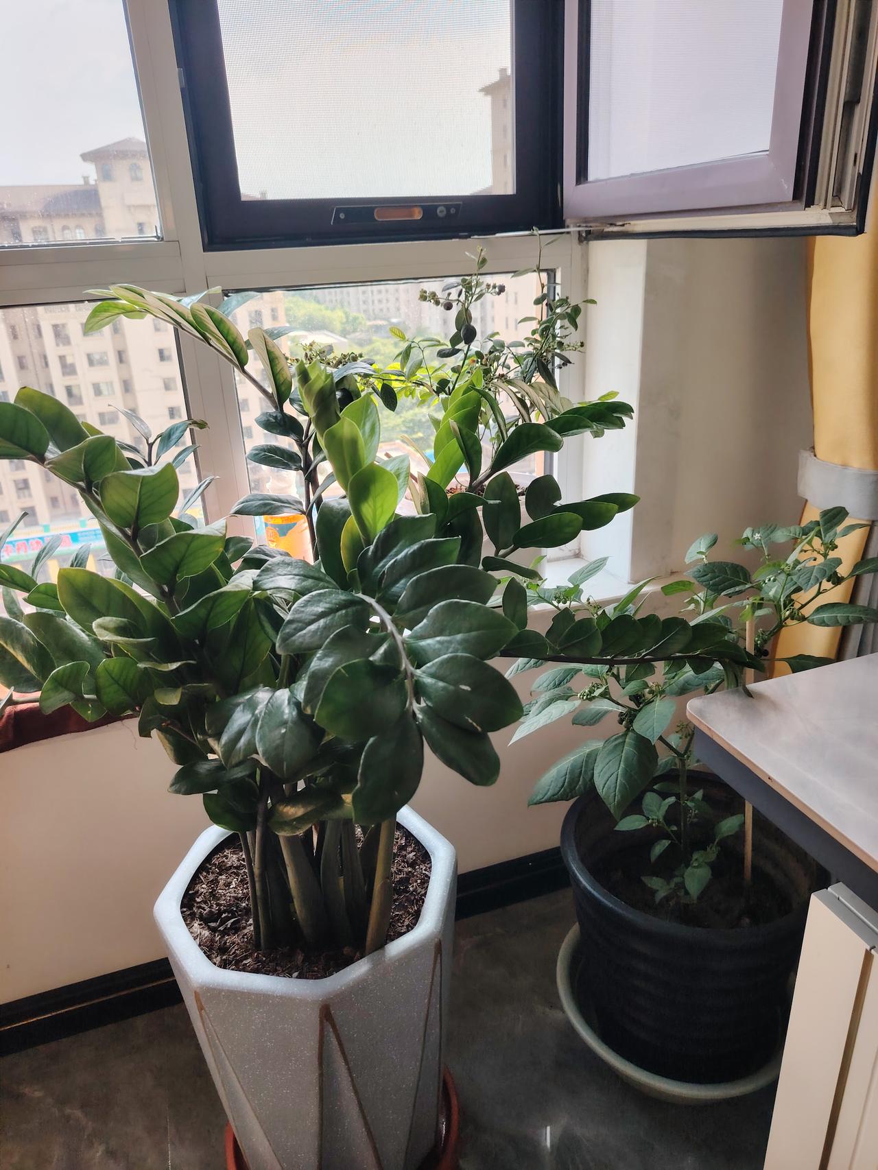 我的绿植看着真舒服，太养眼了！