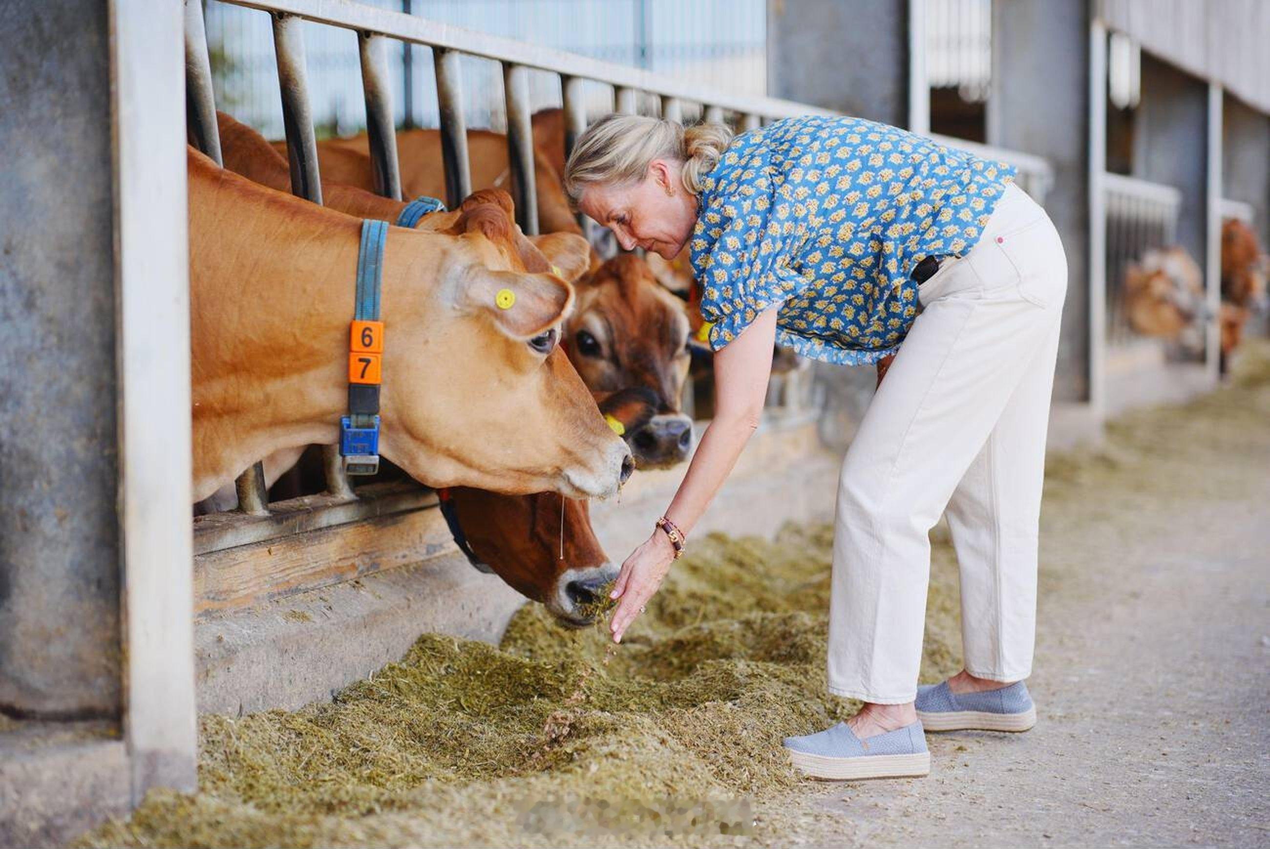 英国王室  今天爱丁堡公爵夫人苏菲在泽西岛访问当地奶牛养殖场🐮 