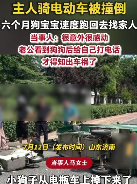 “太有灵性了！”山东济南，马女士骑电动车带着6个月大的狗宝宝外出时被一辆三轮车撞