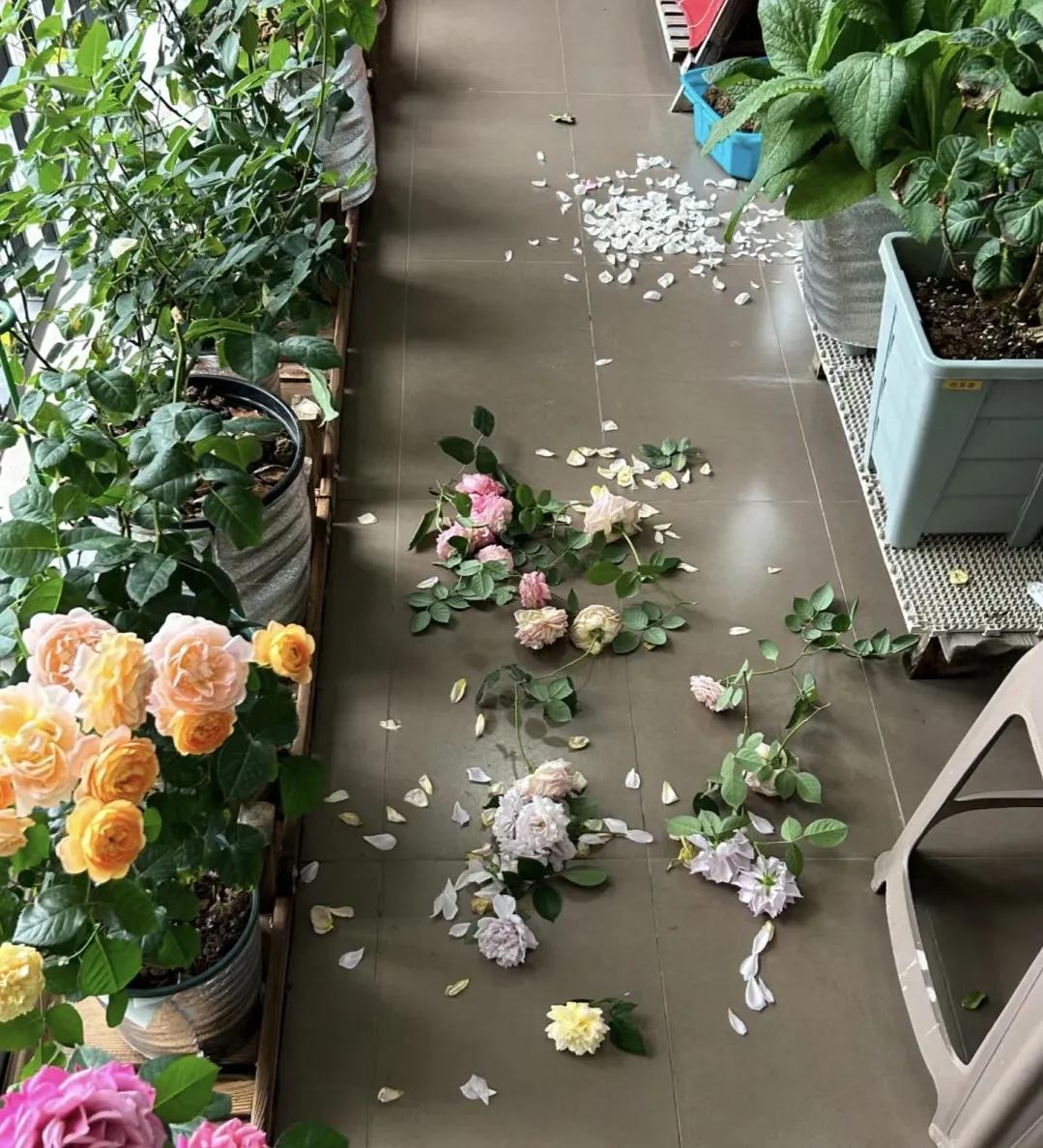 咔嚓咔嚓，剪残花
真的太爽了
很解压

阳台月季
也能美出天际