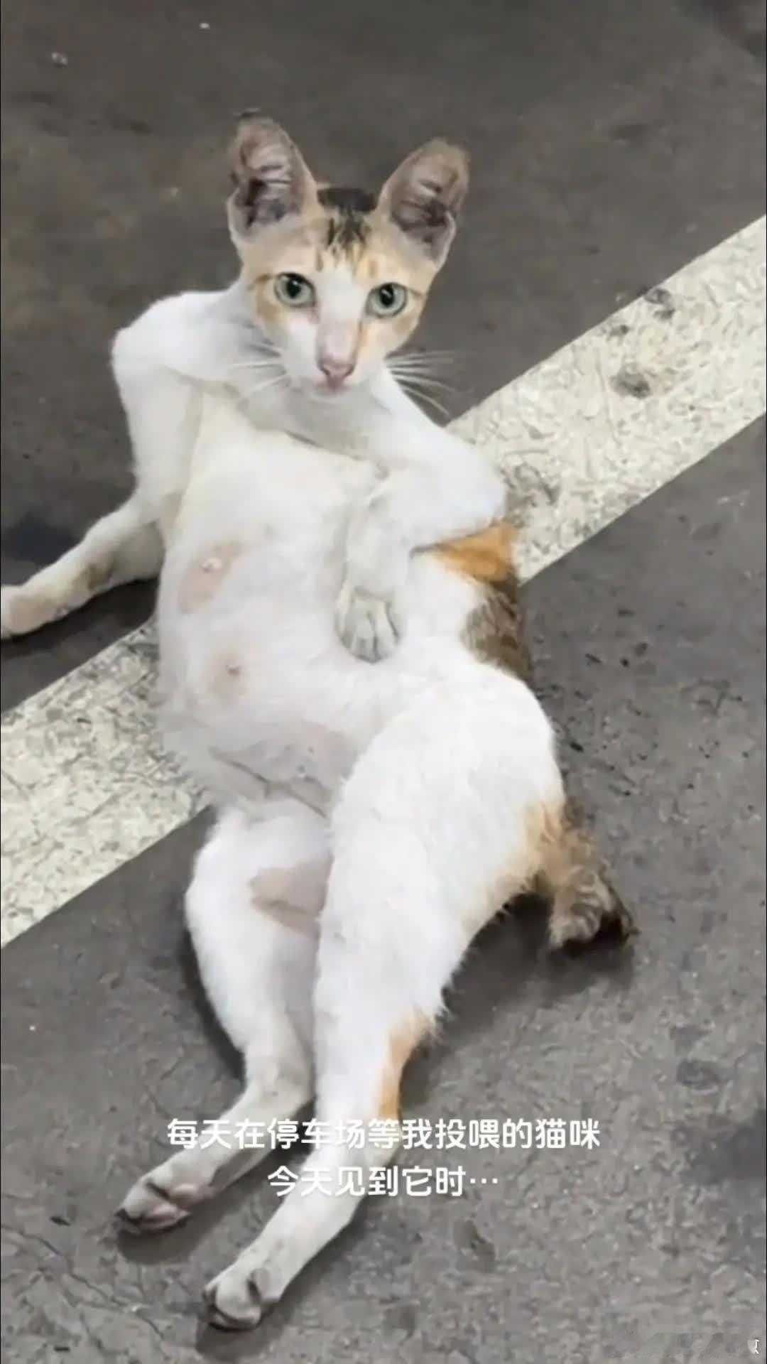 猫：你来啦～萌宠宠物