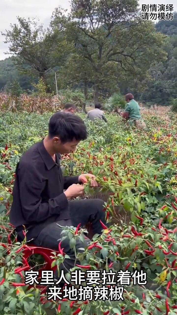 男子在菜园摘辣椒，犯困瞌睡翻倒了。
一家人在菜地摘辣椒，由于男子晚上没睡好，家里