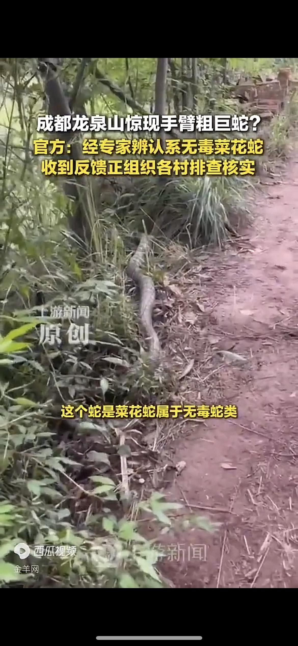 6月24日，成都龙泉驿区山泉镇官方回应龙泉山出现手臂粗巨蛇，经专家辨认系无毒菜花