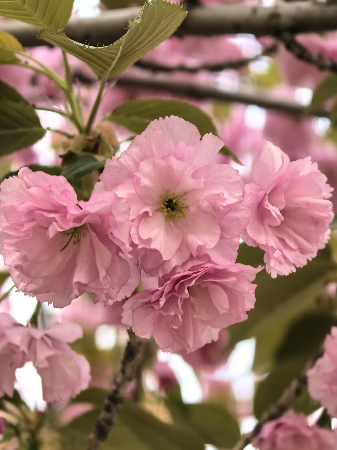 分享我这周有趣的事：春天来了，外面花红柳绿，虽然有柳絮相伴，依然坚持每天户外走八