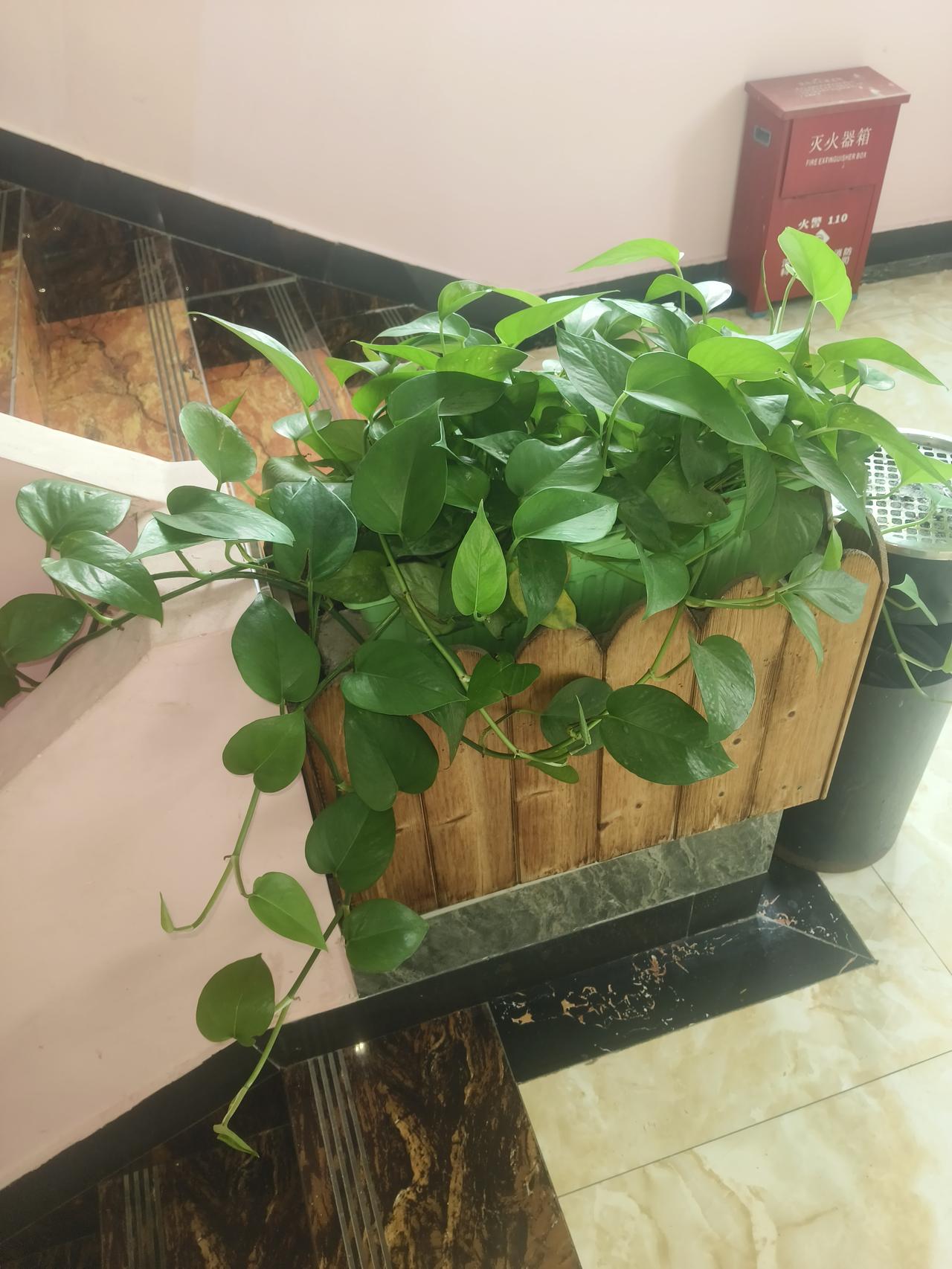 晒图笔记大赛清脆的绿萝