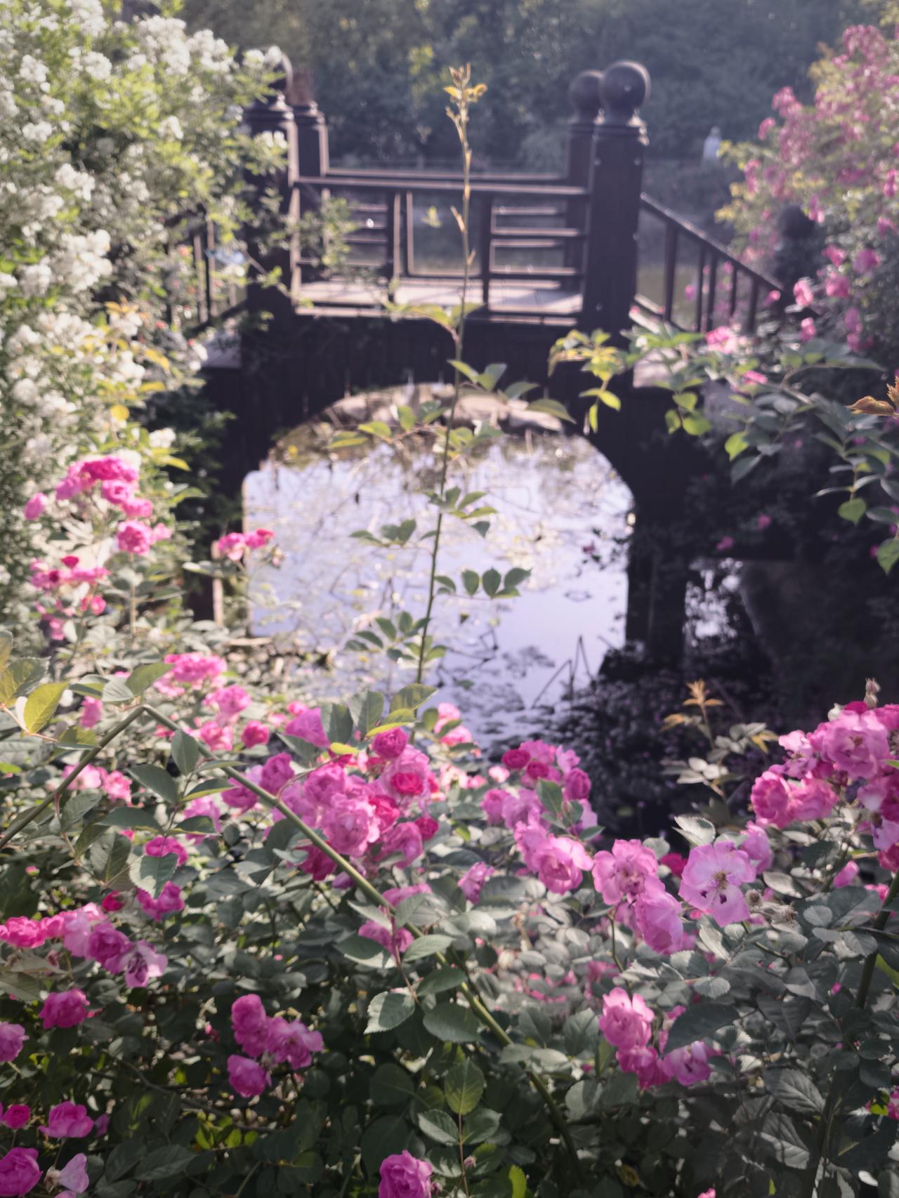 谁说四月芳菲尽，玉峰山上花正繁!2026.4.17拍于玉峰山东方山水。
花