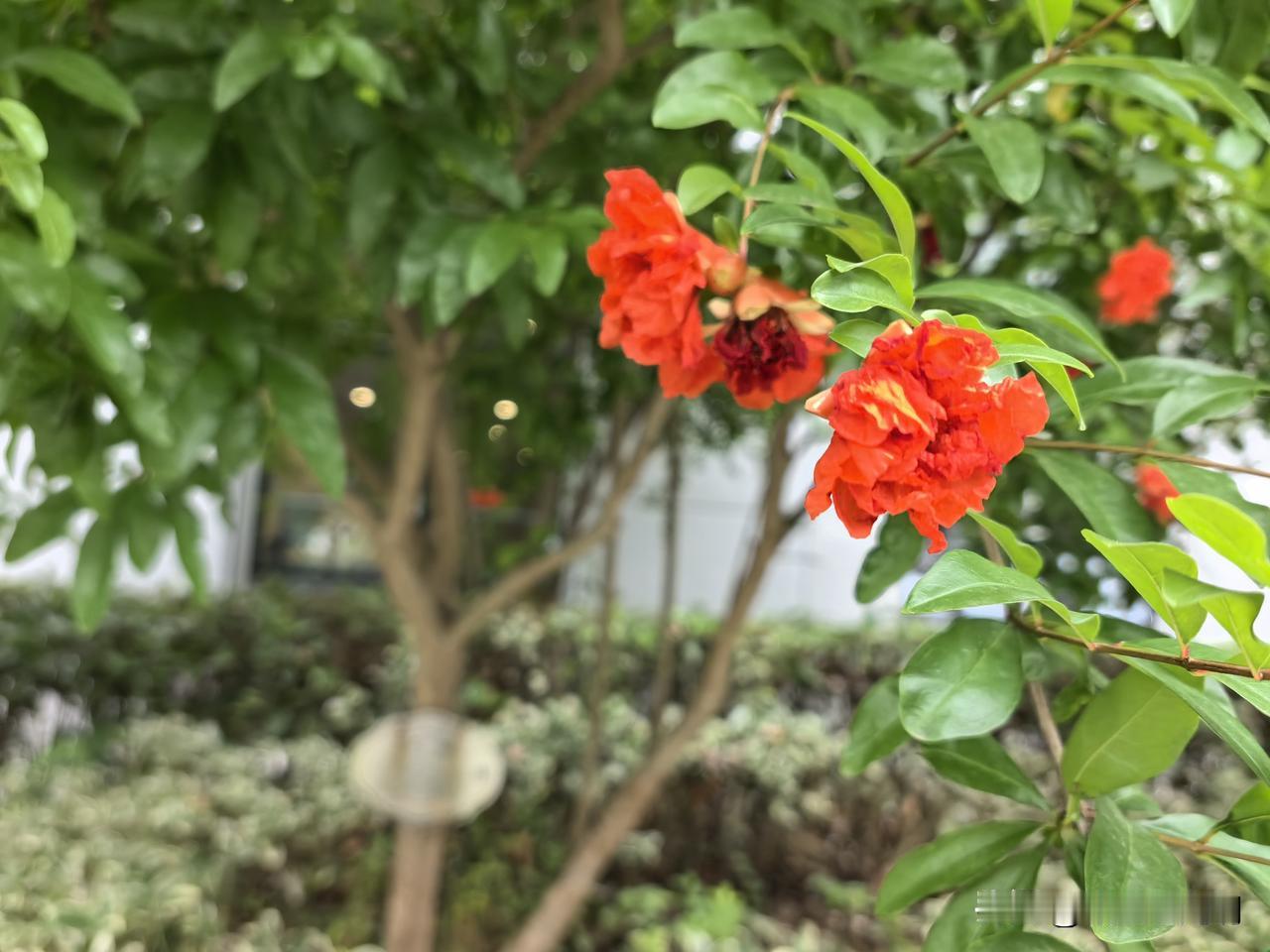 AI作文要不要参考
一早就听到两个宝妈在交流育儿心得，说到写作文问题，估计也是困