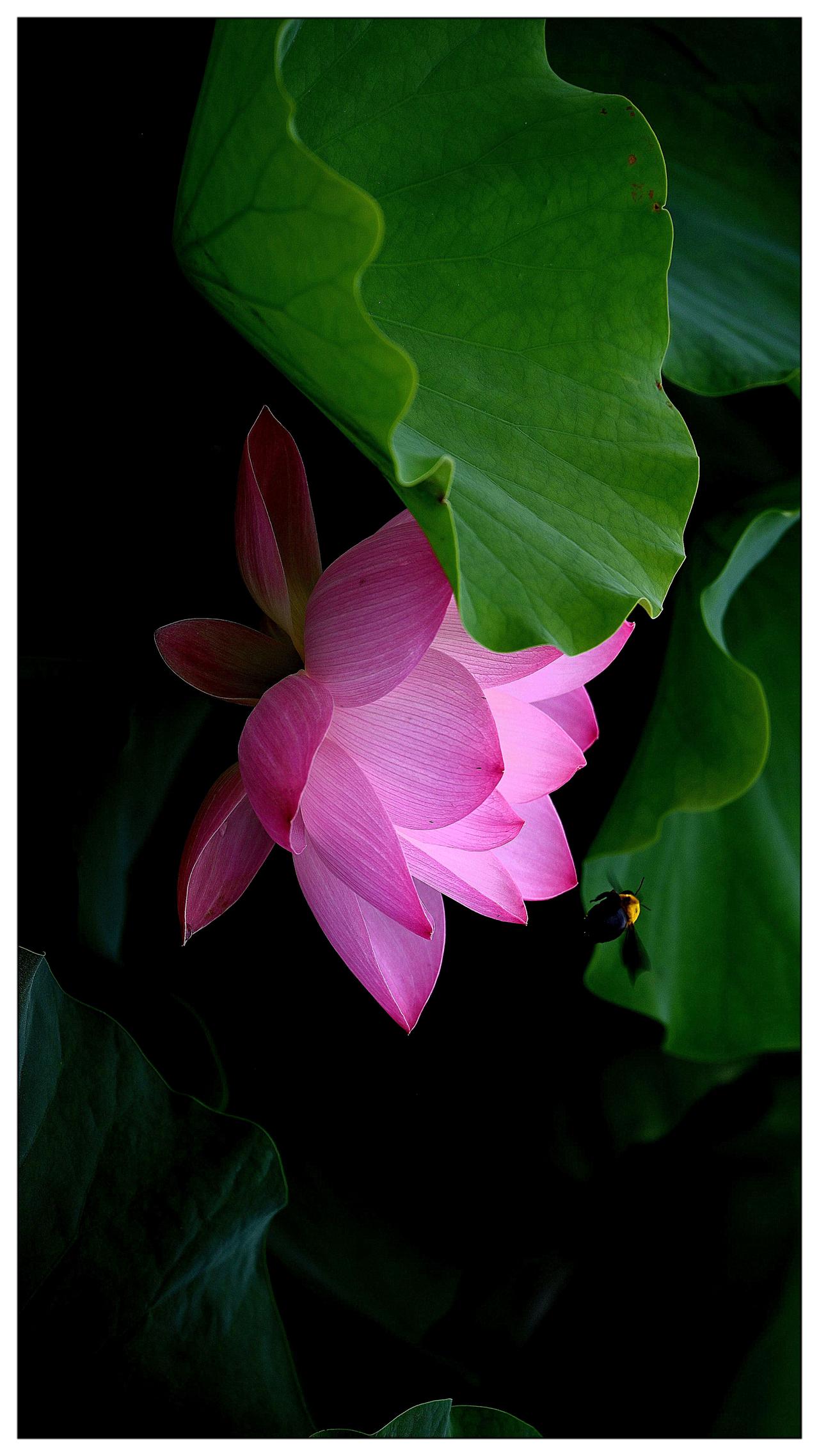 荷花