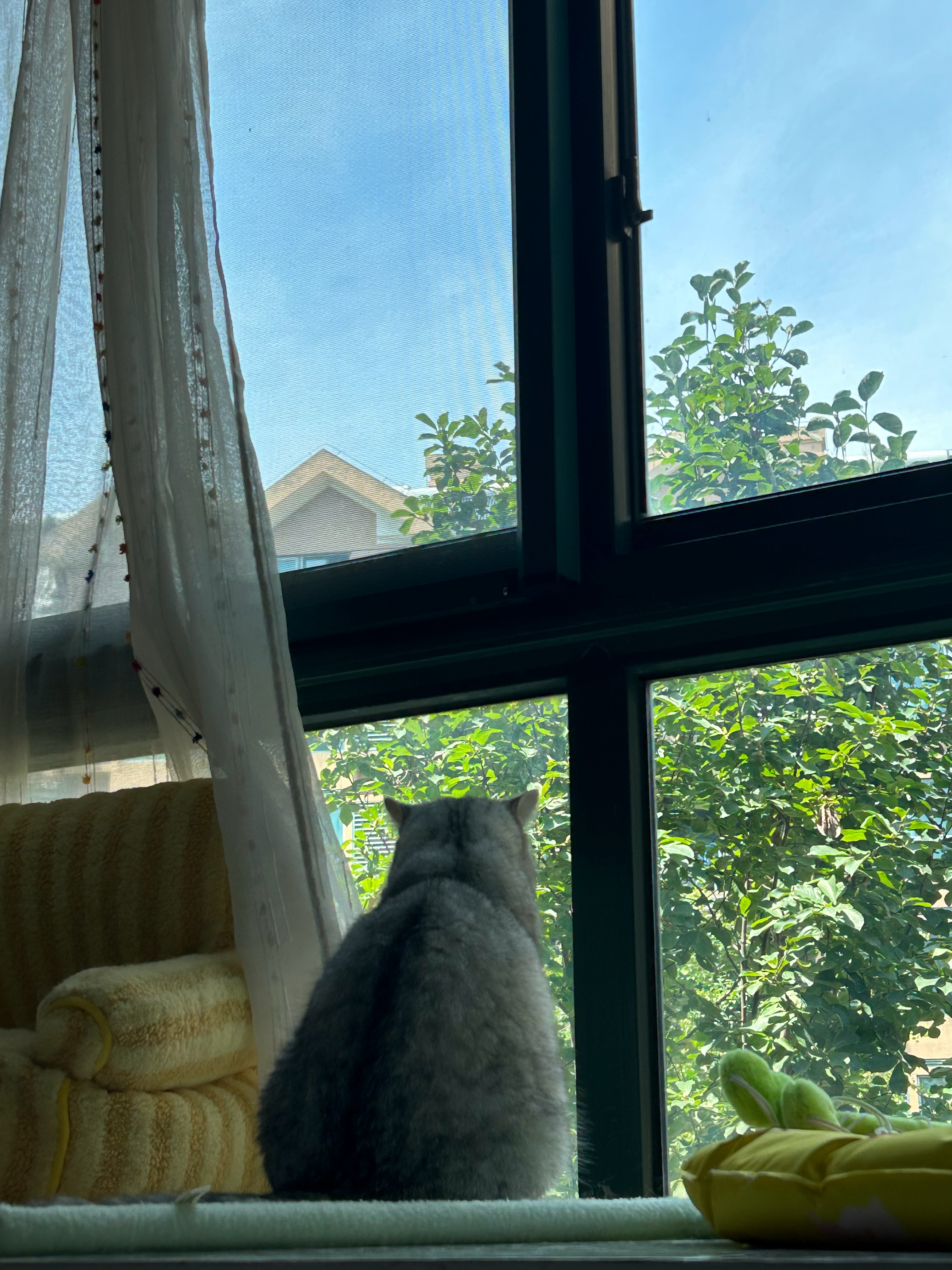 今天🐷#喵趣横生# ​​​