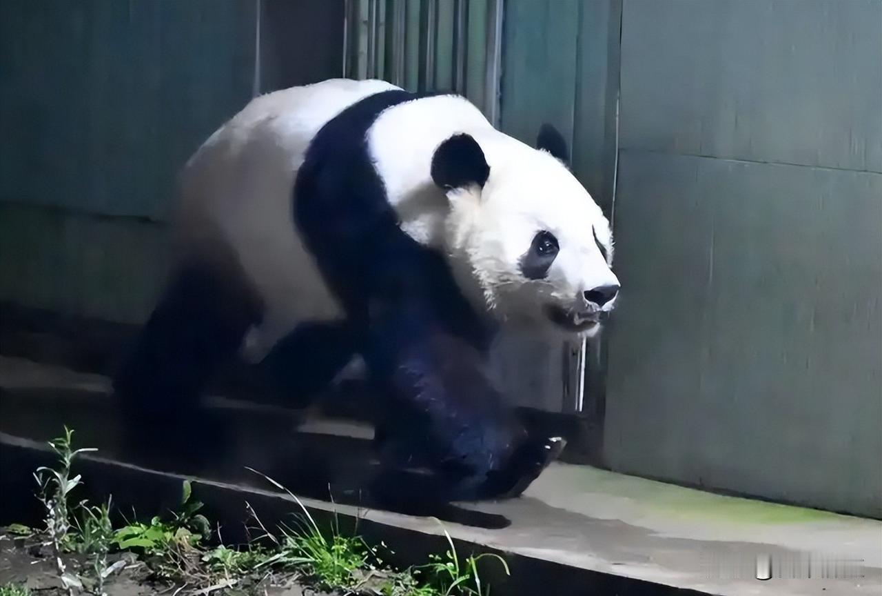 晓晓蕾蕾回国了，日本全国没熊猫了，这事儿真跟“抗日”有关吗？
上野动物园门口排了