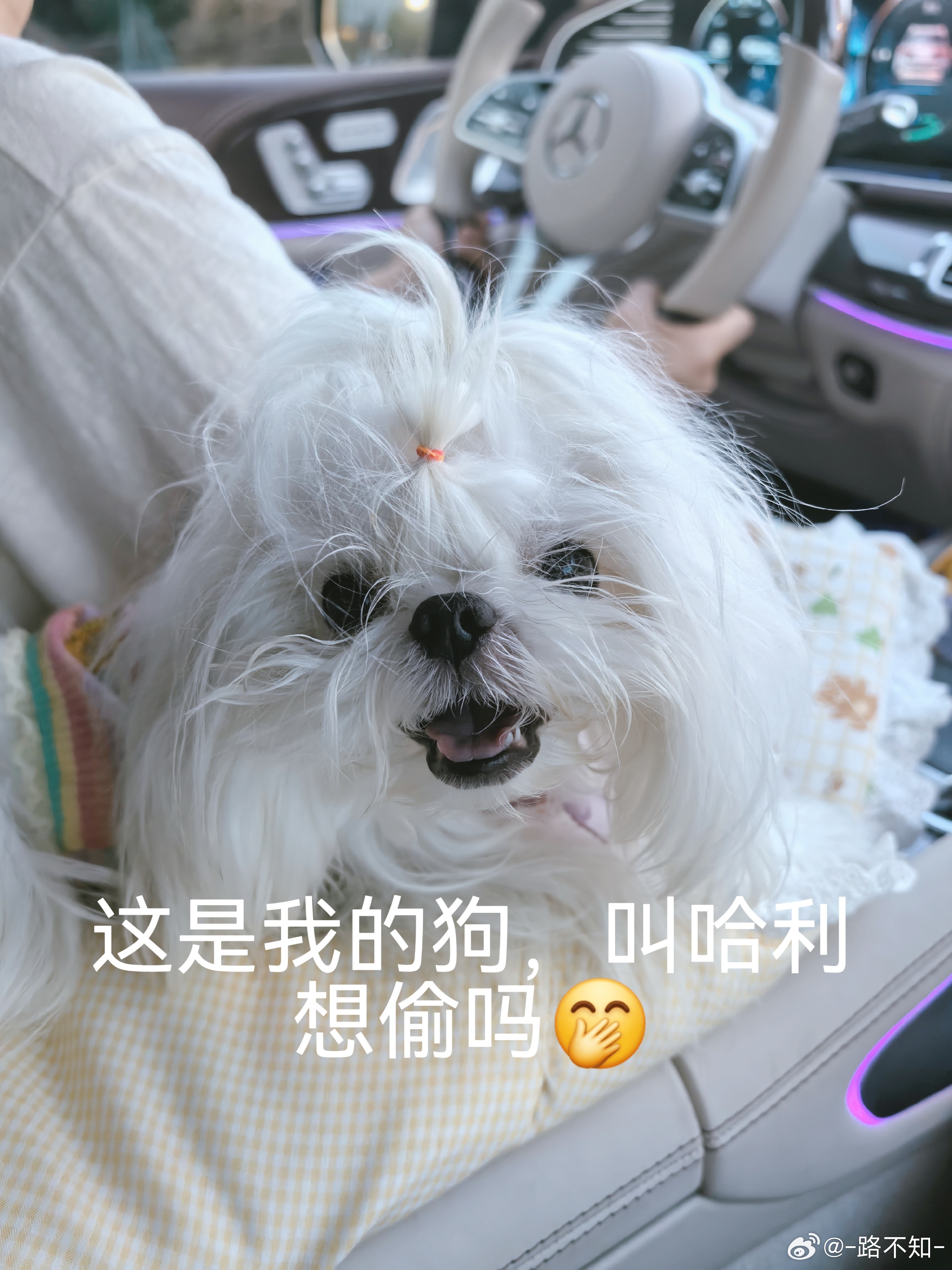 🤭可爱吗我们哈利宝宝 ​​​