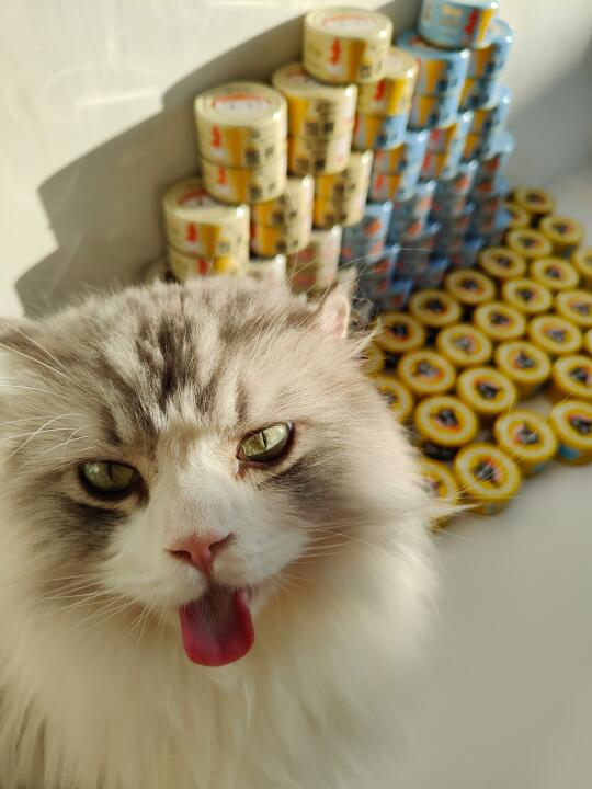 ⋅𐙚ྀCat｜小猫就是用来宠的🥫˚₊✯