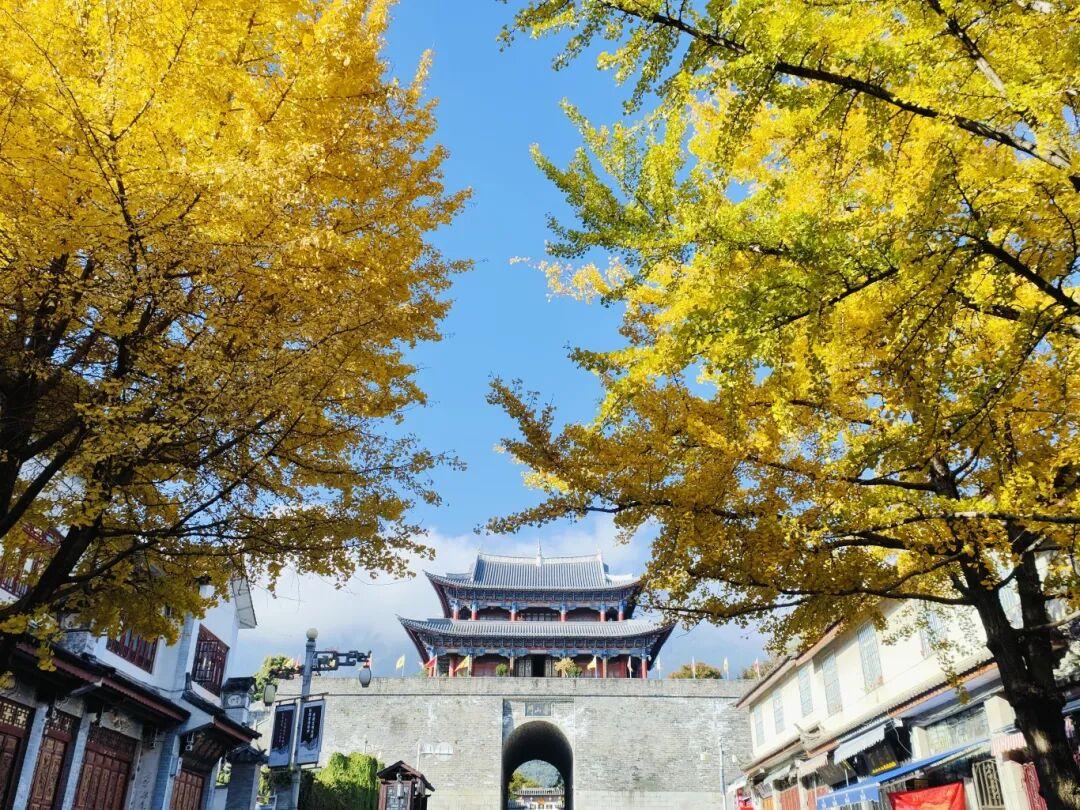 🍂🍂🍂大理玉洱路开启“落叶缓扫”模式，简直太棒啦！深秋至初冬时节，玉洱路的