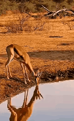 一只羚羊在警惕地在河边喝水，草原上的鬣狗和水里的鳄鱼同时盯上了它，鬣狗狡猾地改变