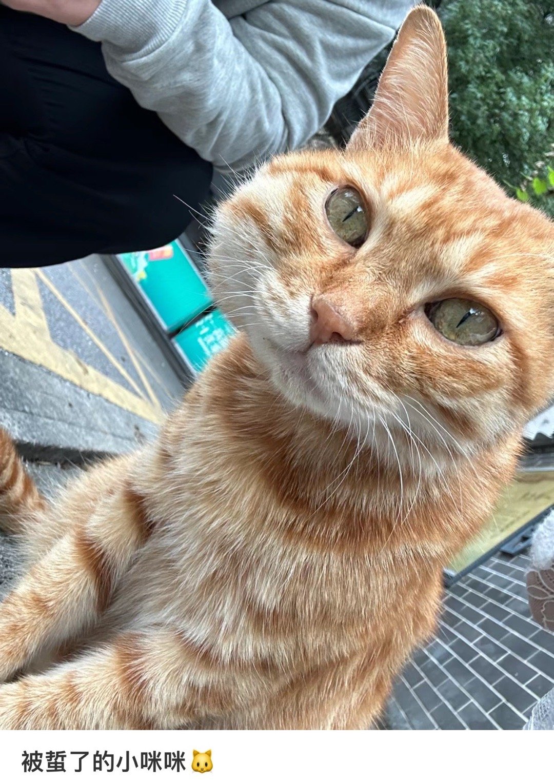 这团猫猫真的好惨 ​​​