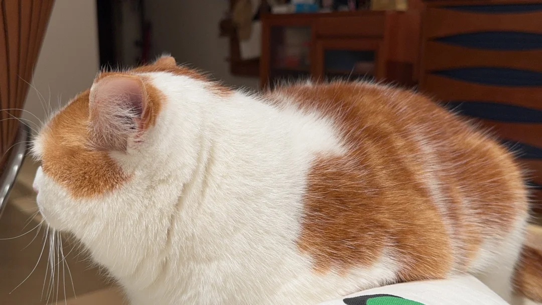 这只小猫的毛看起来很好吸哎