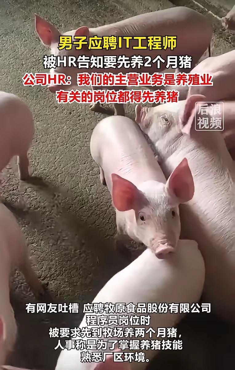 “太离谱了！”河南， 一公司招聘时竟要求应聘程序员的男子先到牧场养两个月的猪，男