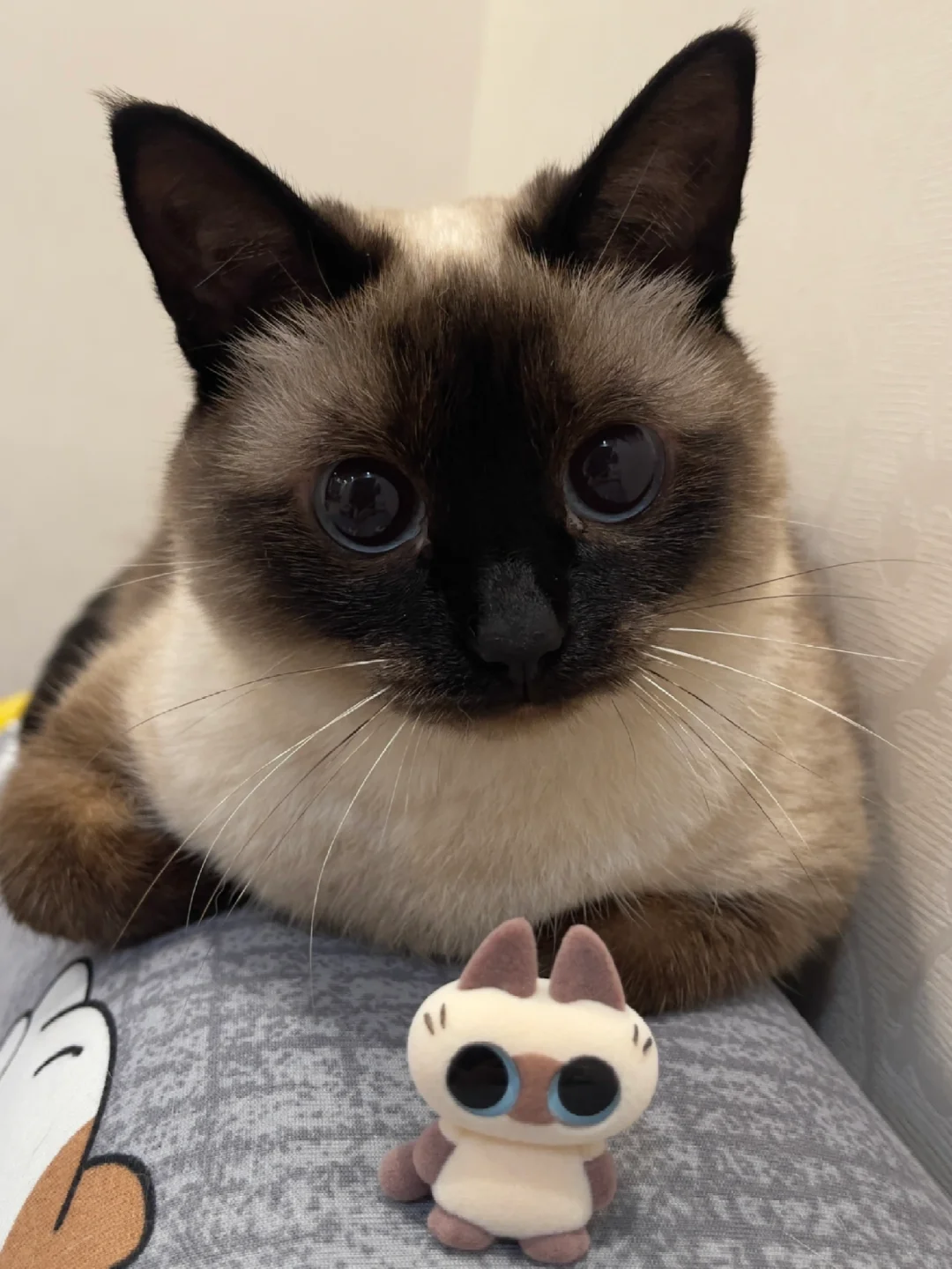 泥嚎！可以和小猫交个朋友吗 喵～