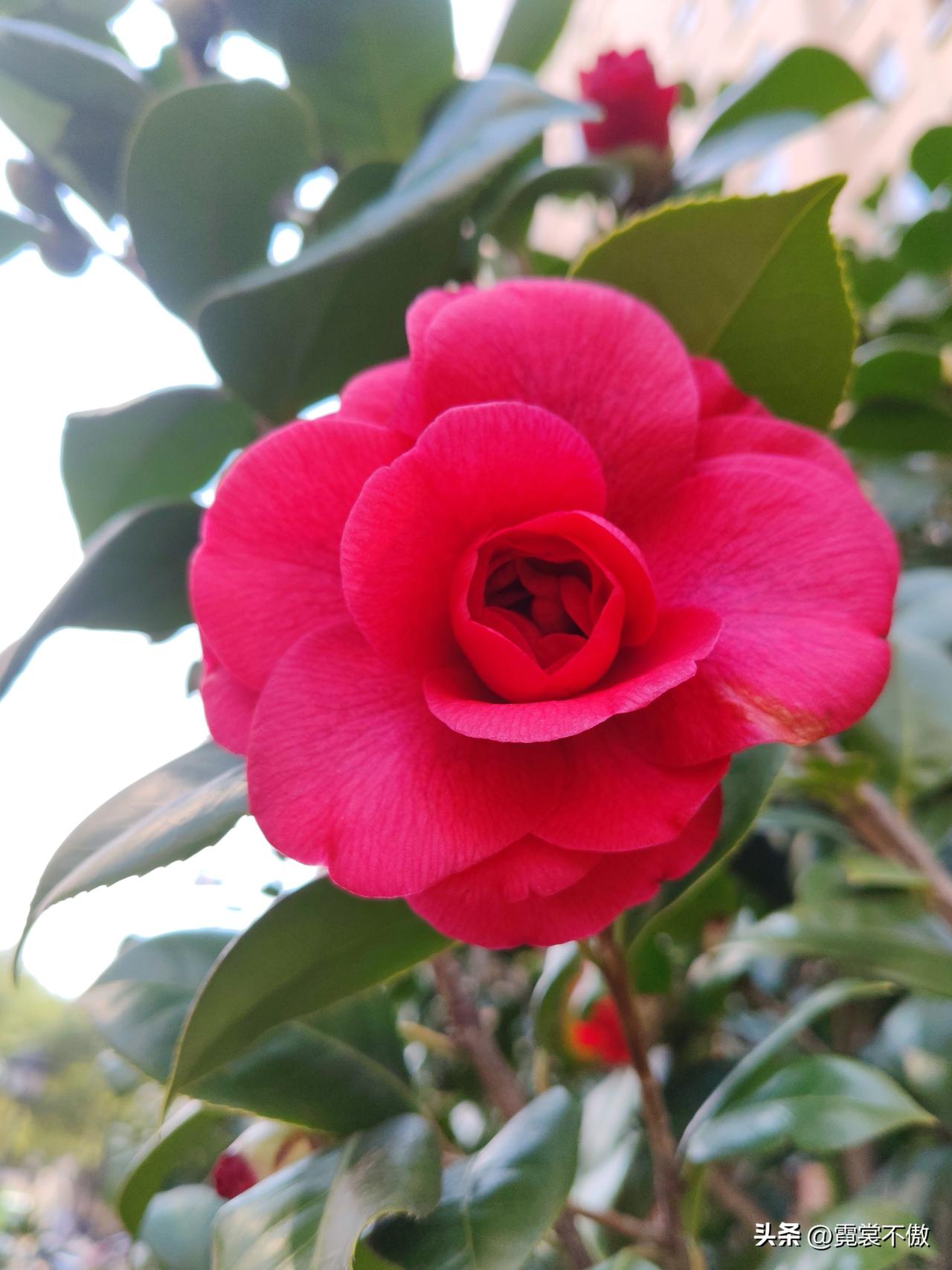 晒图笔记大赛绝美的山茶花，终于一朵朵绽开花蕾，开在乍暖还寒的早春，开在争艳百花之