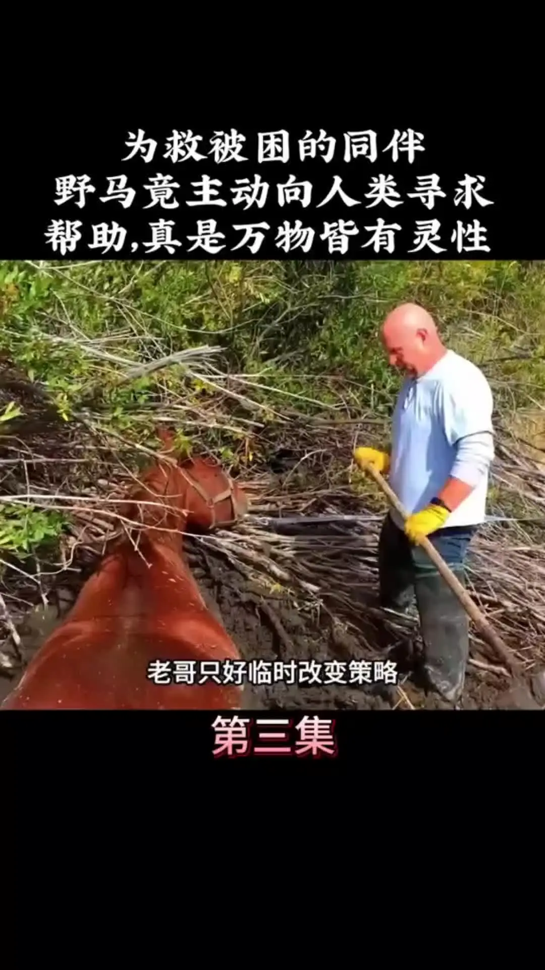 我的观影报告 内容启发搜索 动物的迷惑行为
