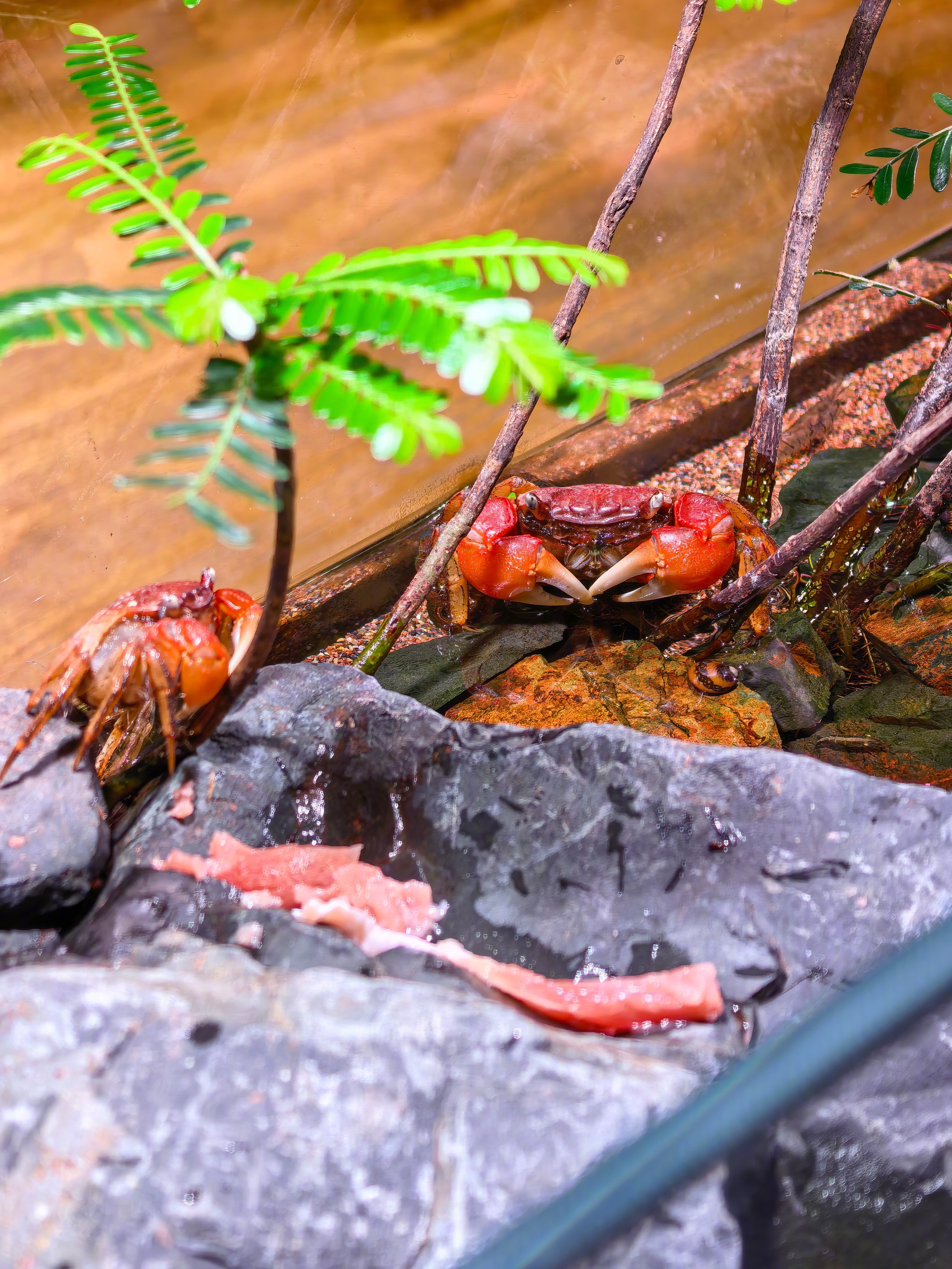 世界上最幸福的相手蟹，我这伺候的太到位了。 