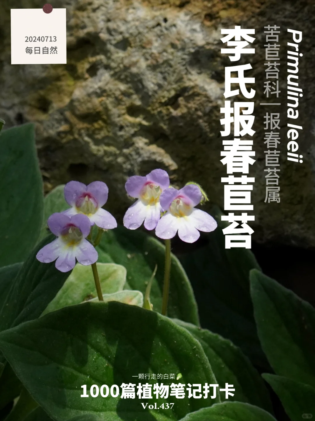 植物笔记437 | 极度濒危的李氏报春苣苔