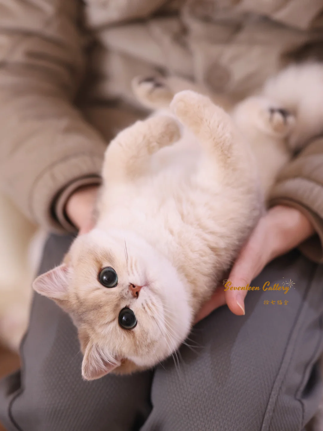 一般可爱的我都不发的｜蓝金妹妹✨