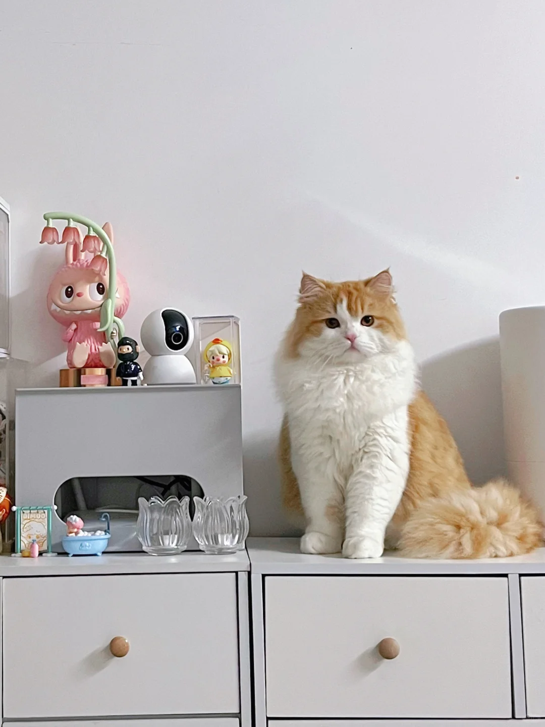 你怎么知道我有小猫摆件