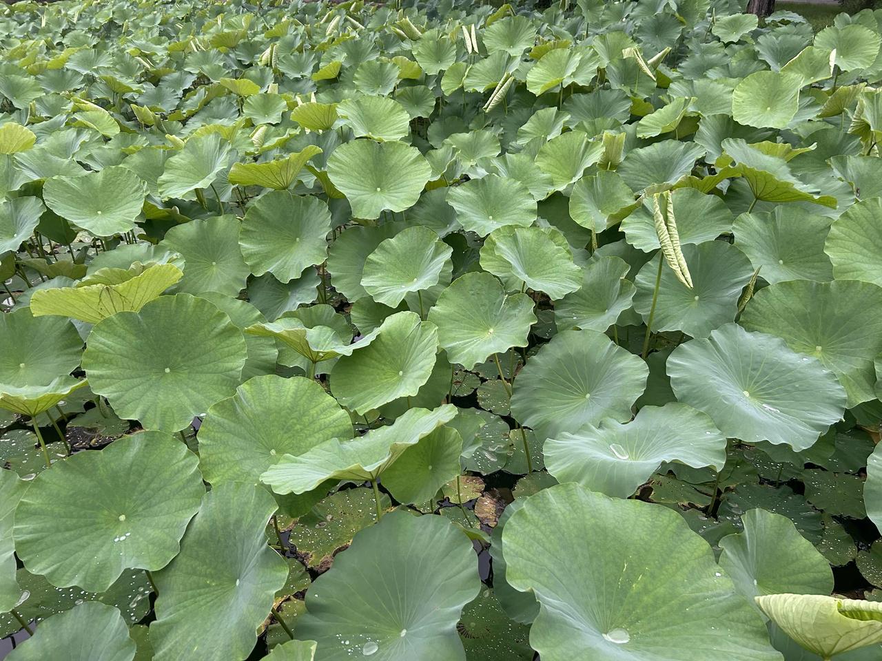 北京6月的西郊，荷叶已经布满了池塘，正等待着荷花🪷的怒放…