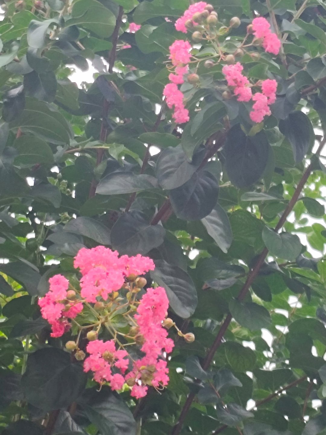 百花争艳的季节已经过去了，夏天郁郁葱葱，万绿之中的一点红，不知道叫什么名字的花。