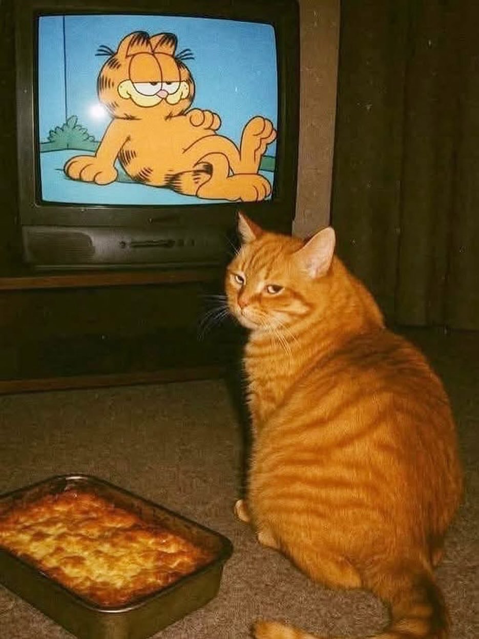 真猫版 ​​​