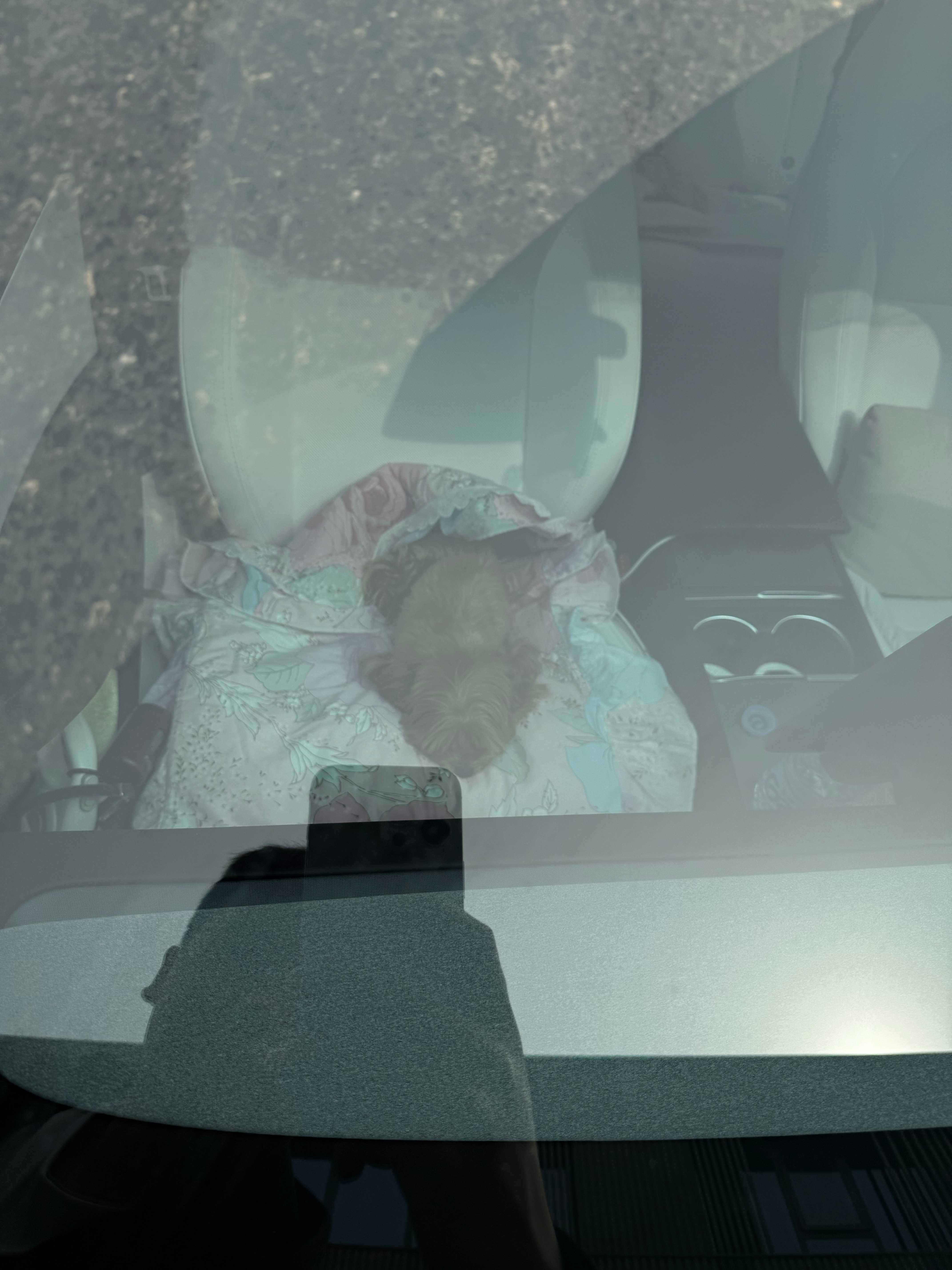 去公司拿东西刚停好车看到旁边特斯拉🫛3座椅上趴着个修狗狗🐕宠物模式一开，这应