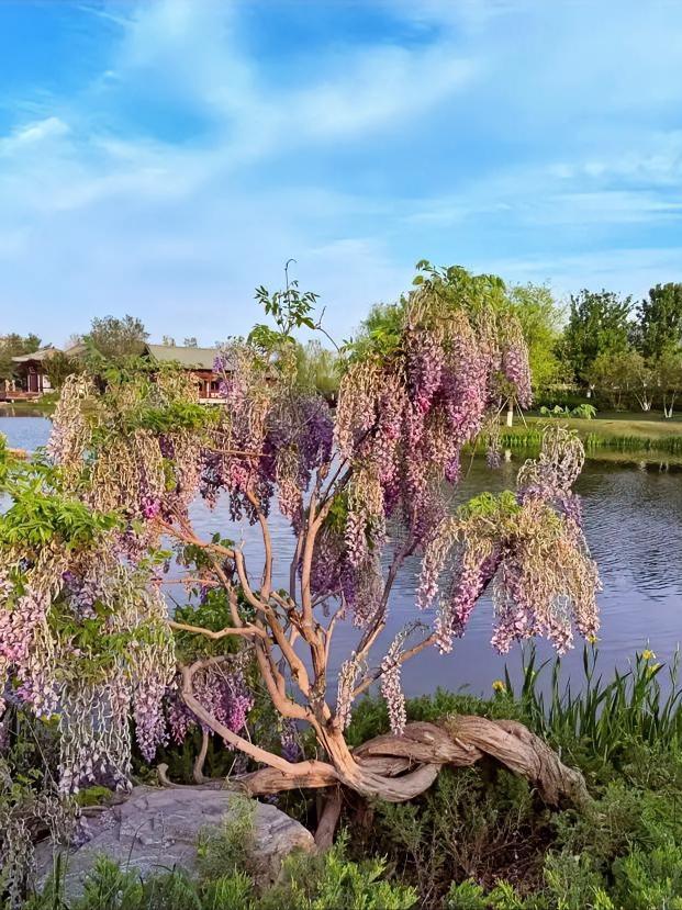 花穗簌簌垂落，微风裹着清甜，蓝天、静水、满树紫雾，随手一拍就是治愈人心的春日限定