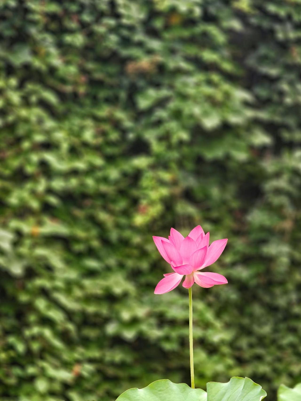 （随拍随言）
相约杭州
玉泉赏荷