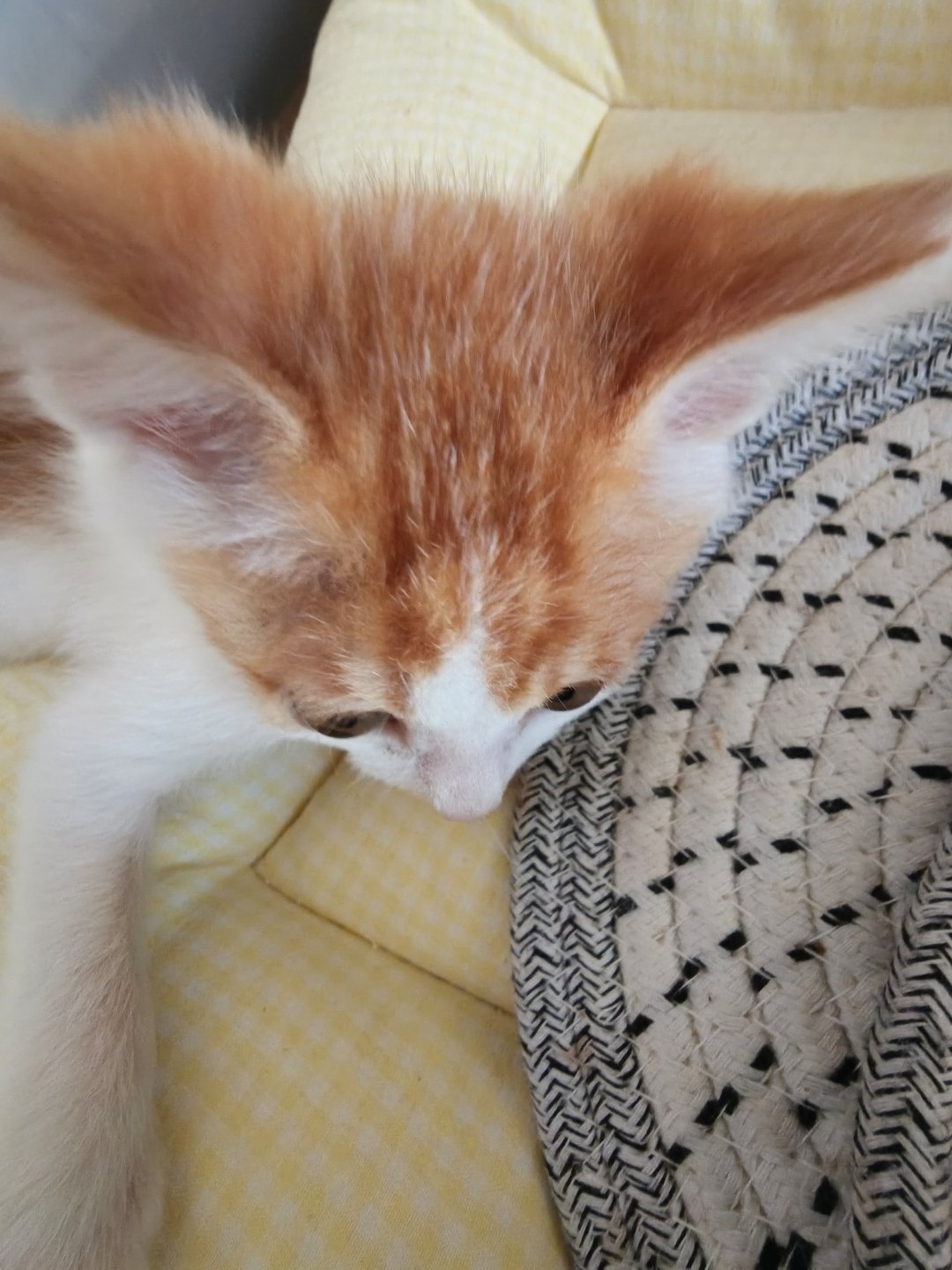 完全啥子猫 ​​​