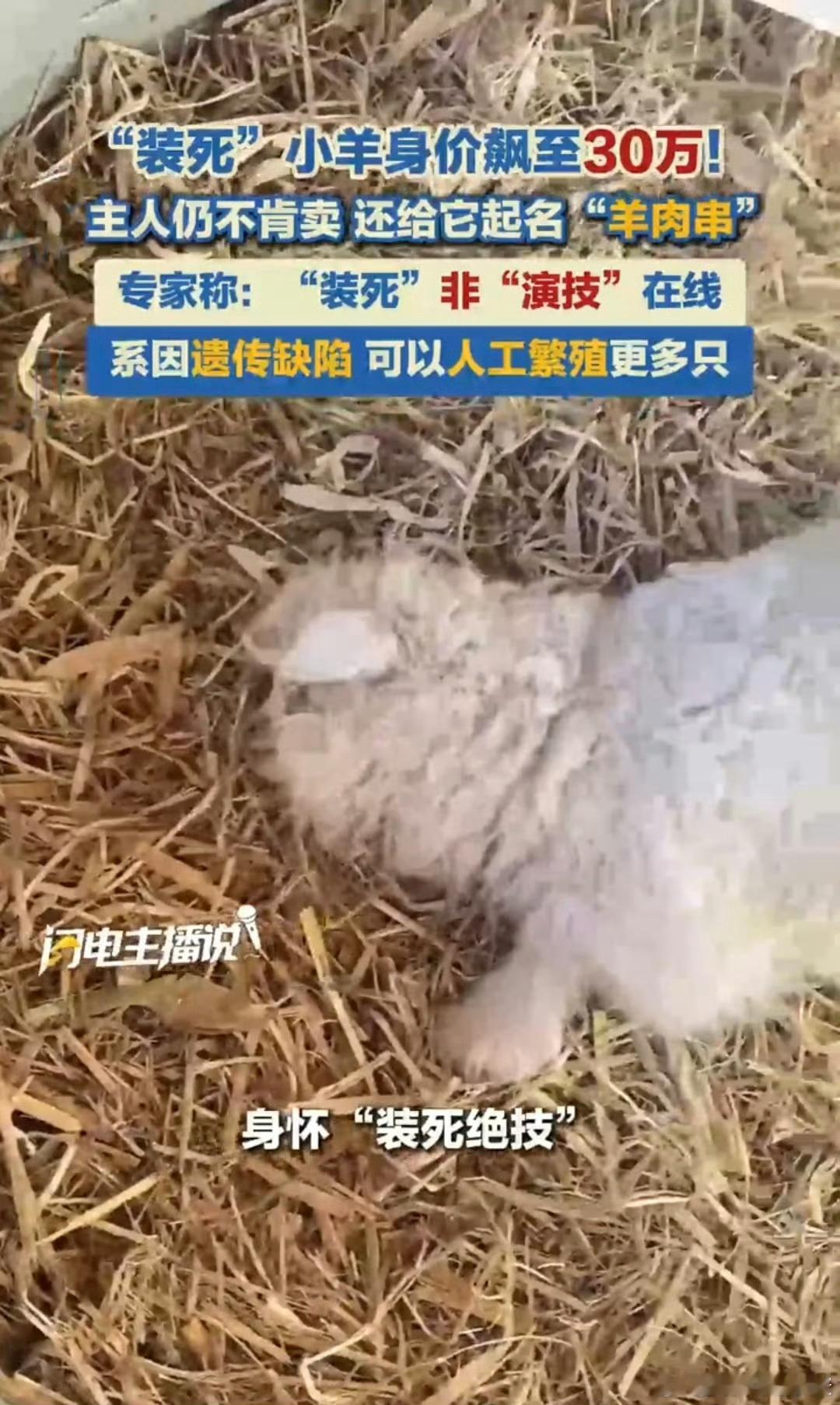 专家称装死小羊可以人工繁殖更多只砖家干点人事儿吧，实在没得说可以闭嘴真想什么钱都