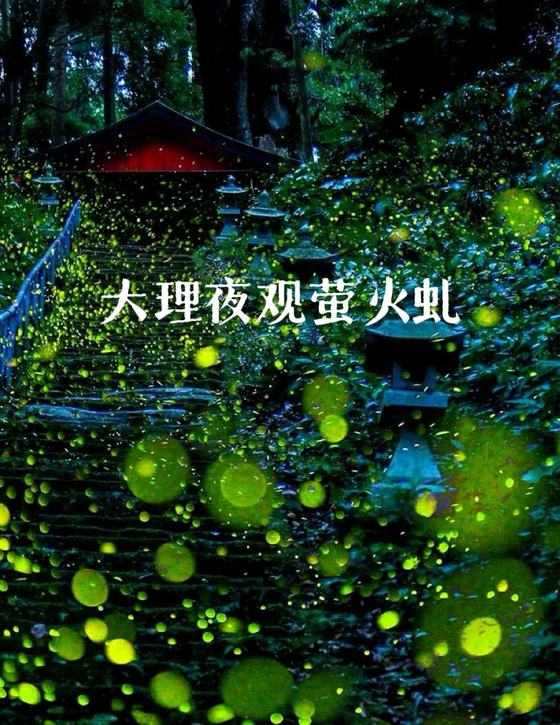 大理夜观萤火虫，编织一场仲夏夜之梦