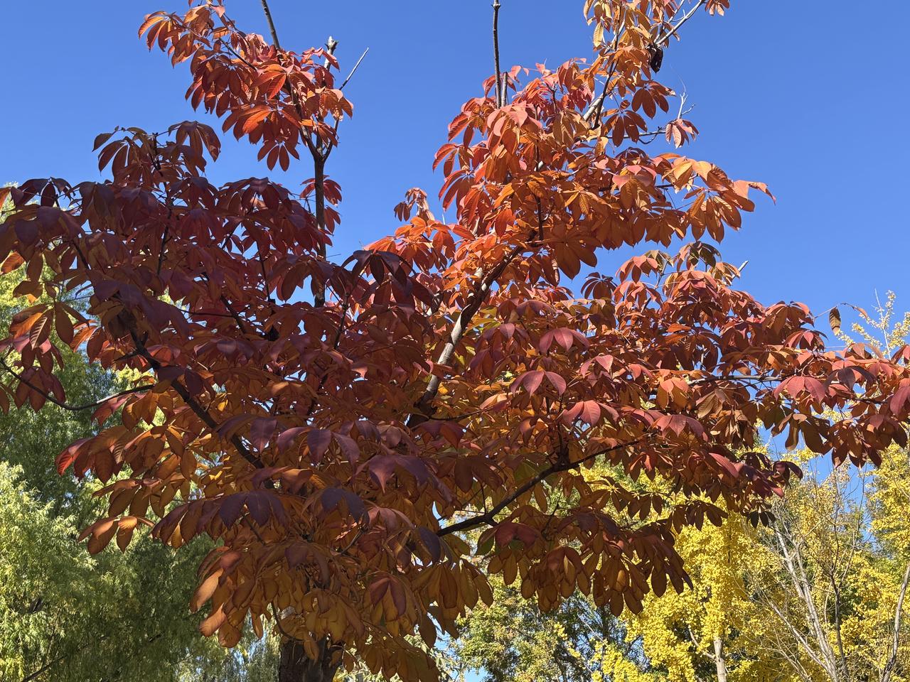 七律•暮秋

文/青云
枫火燃霄赤坠穹，丹砂泼卷写秋丛；
千山醉染胭脂色，一水斜
