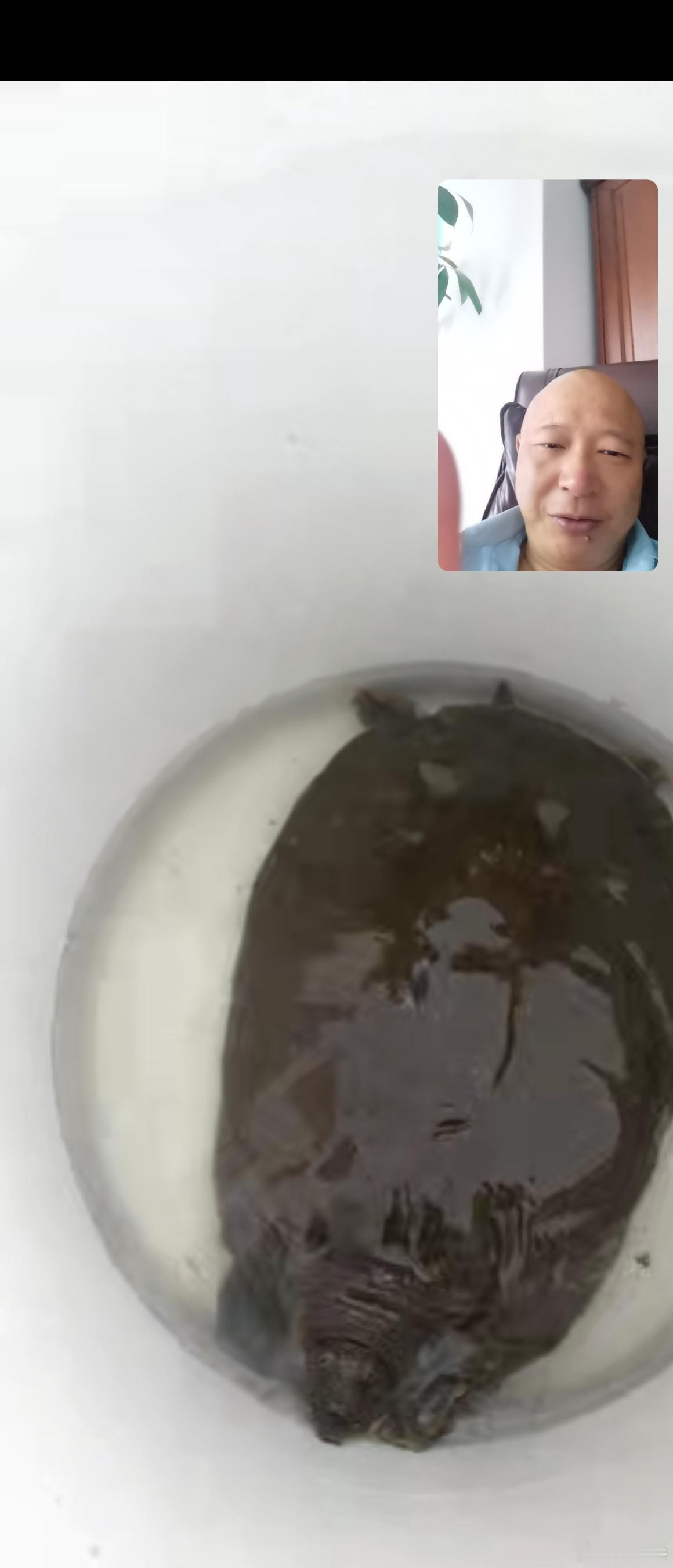 老爷子在水塘边捡了一个大老鳖母的，2·8斤，够大吧！ ​​​