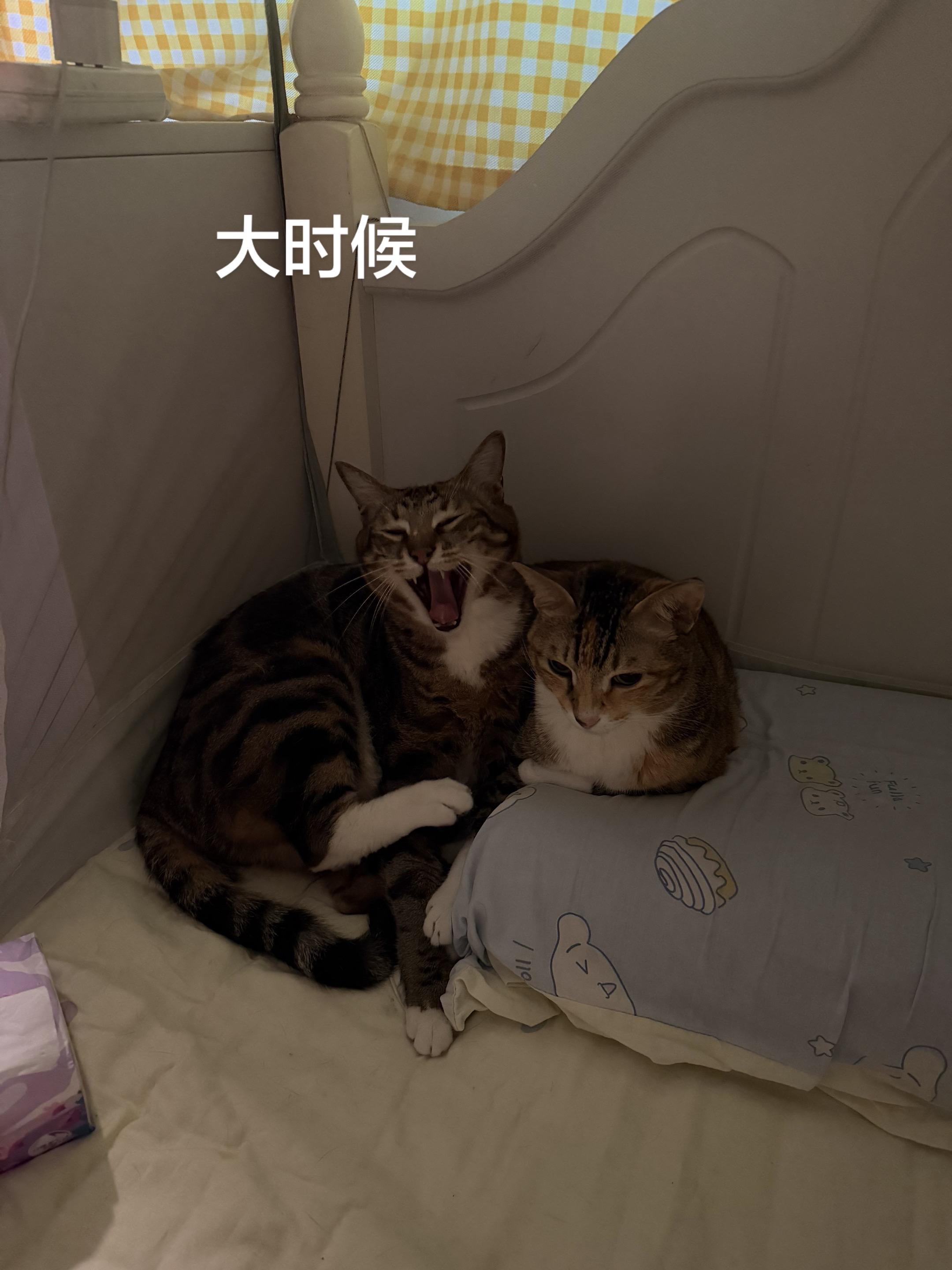 从小就爱黏在一起