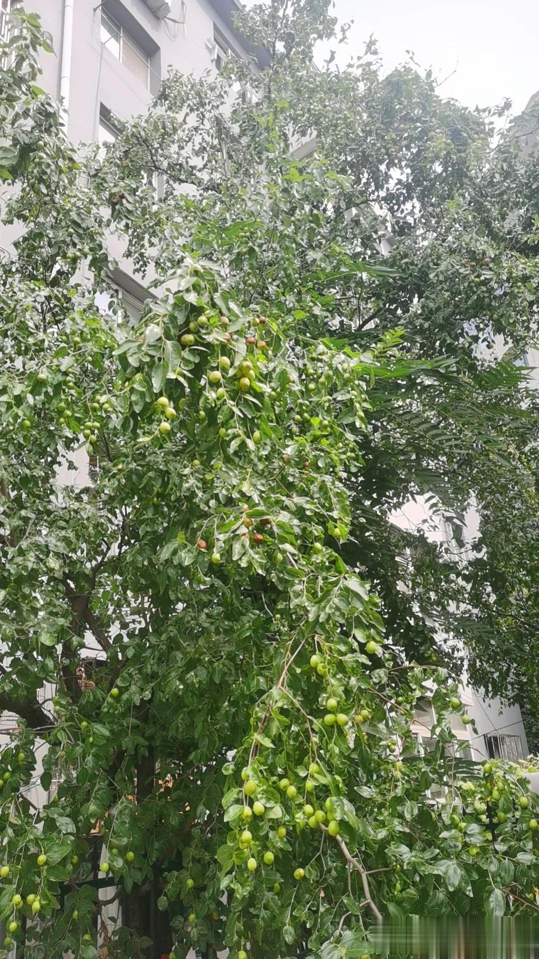 闲来无事和爷爷一起看电视剧，背景是民国，场景是一个高级餐厅，一男一女相对而坐，男