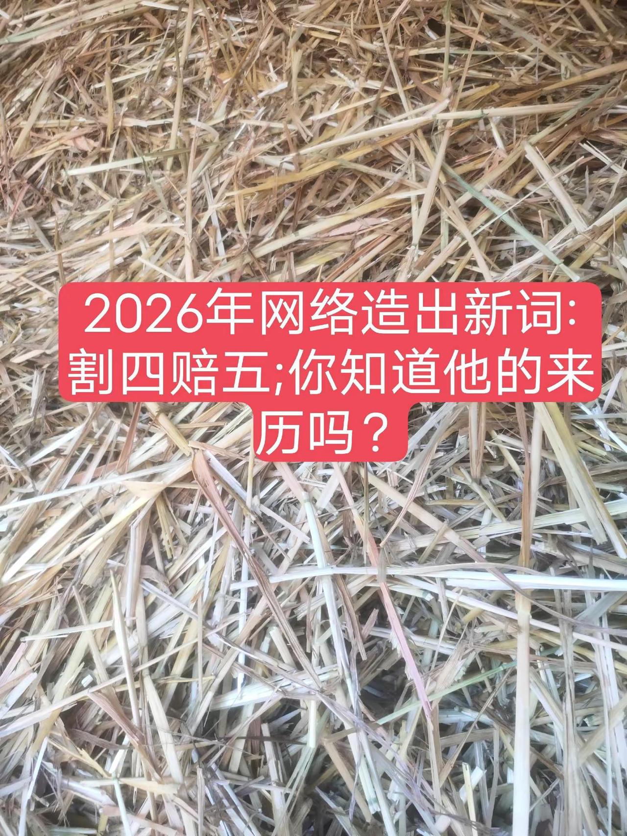 2026年网络造就新词。割四赔五，哈哈哈网络 新词汇 湖北 收割小夫妻