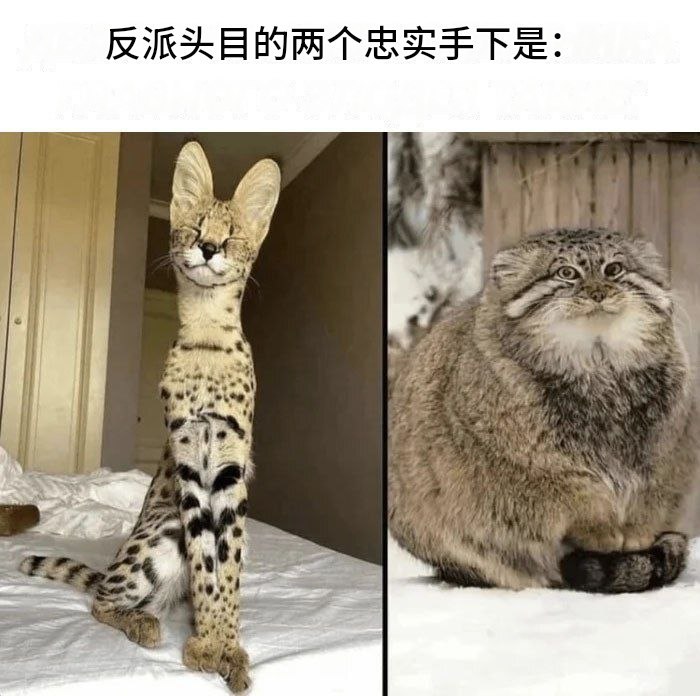 经典组合 